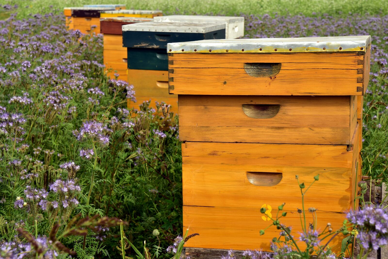 Nikon D750 sample photo. Beehive, bees, bee keeping photography