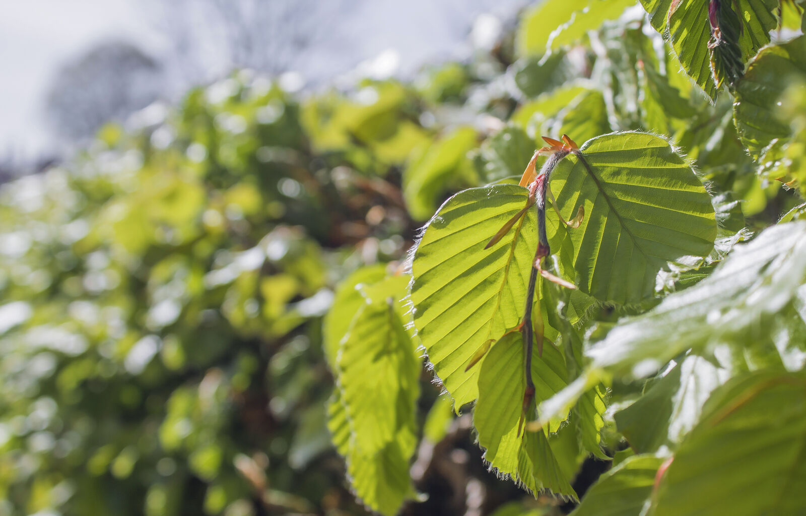 Canon EOS 1100D (EOS Rebel T3 / EOS Kiss X50) sample photo. Hedge, leaf, nature, plant photography