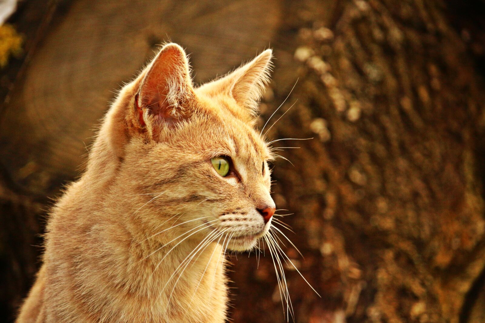 Canon EOS 100D (EOS Rebel SL1 / EOS Kiss X7) sample photo. Cat, mieze, tiger cat photography