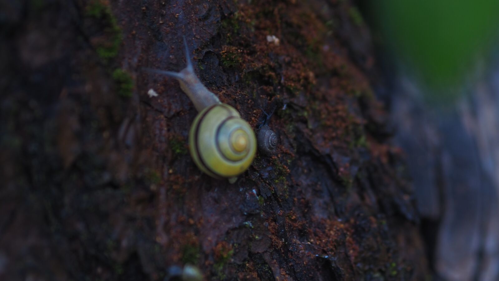Olympus M.Zuiko Digital 45mm F1.8 sample photo. Snails, tree, water photography