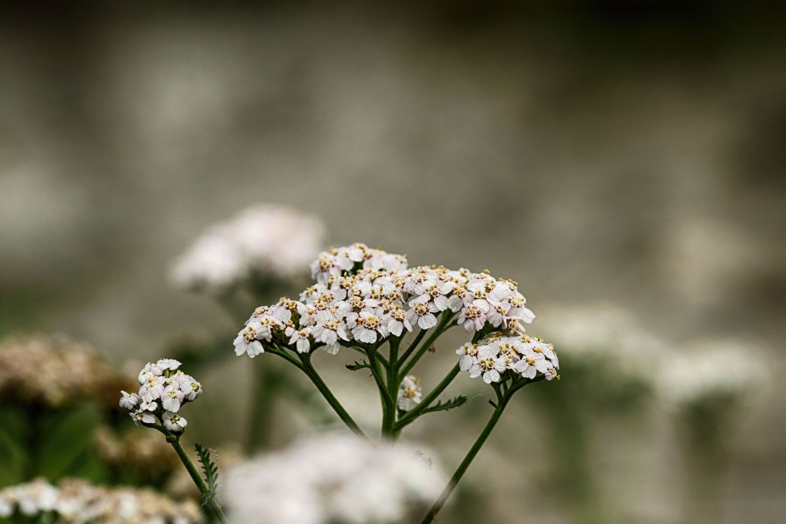 Canon EOS 7D Mark II + Canon EF 135mm F2L USM sample photo. Wild flower, white, nature photography