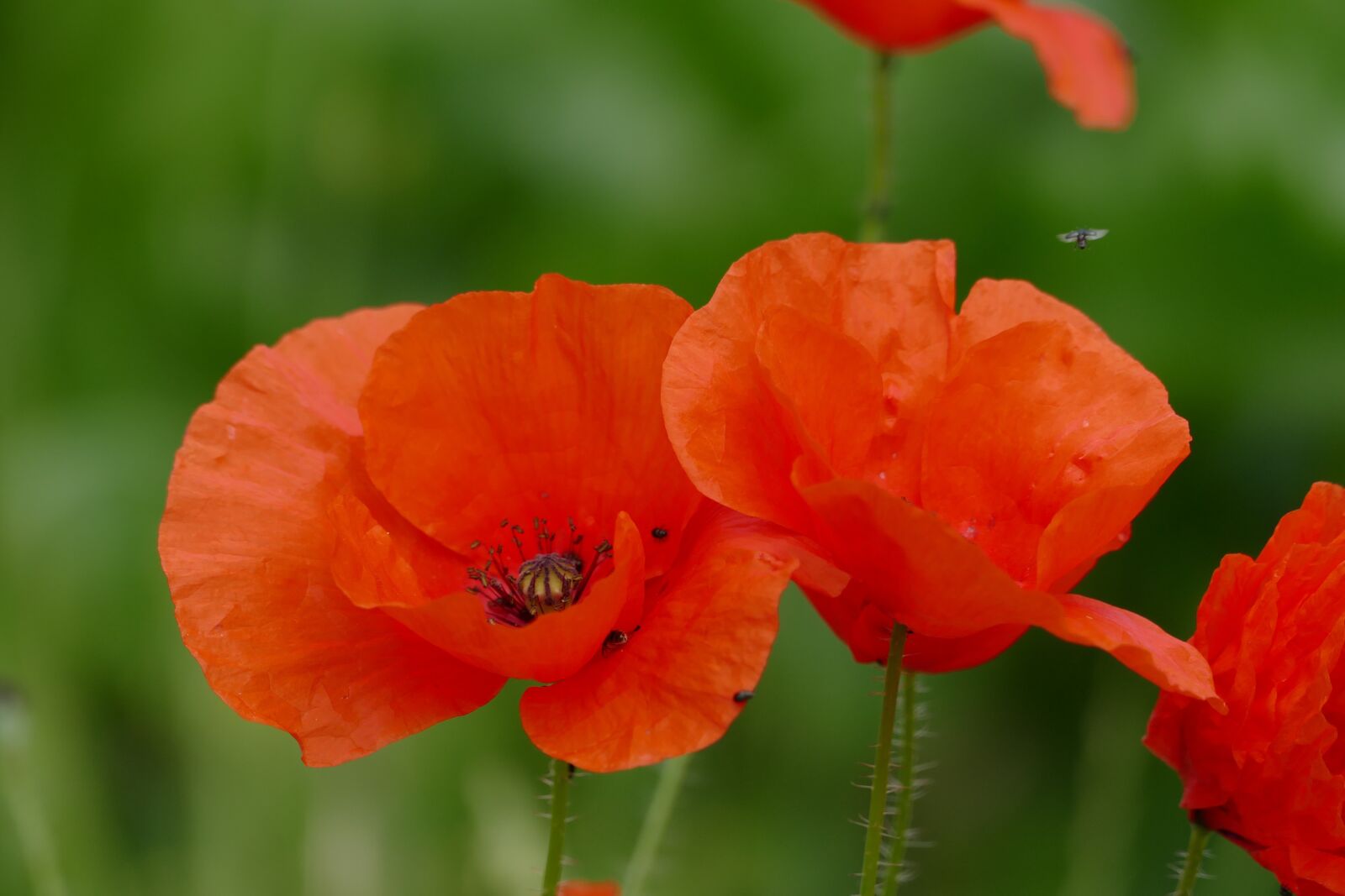 Panasonic Lumix DMC-FZ1000 sample photo. Poppy, poppy flower, red photography