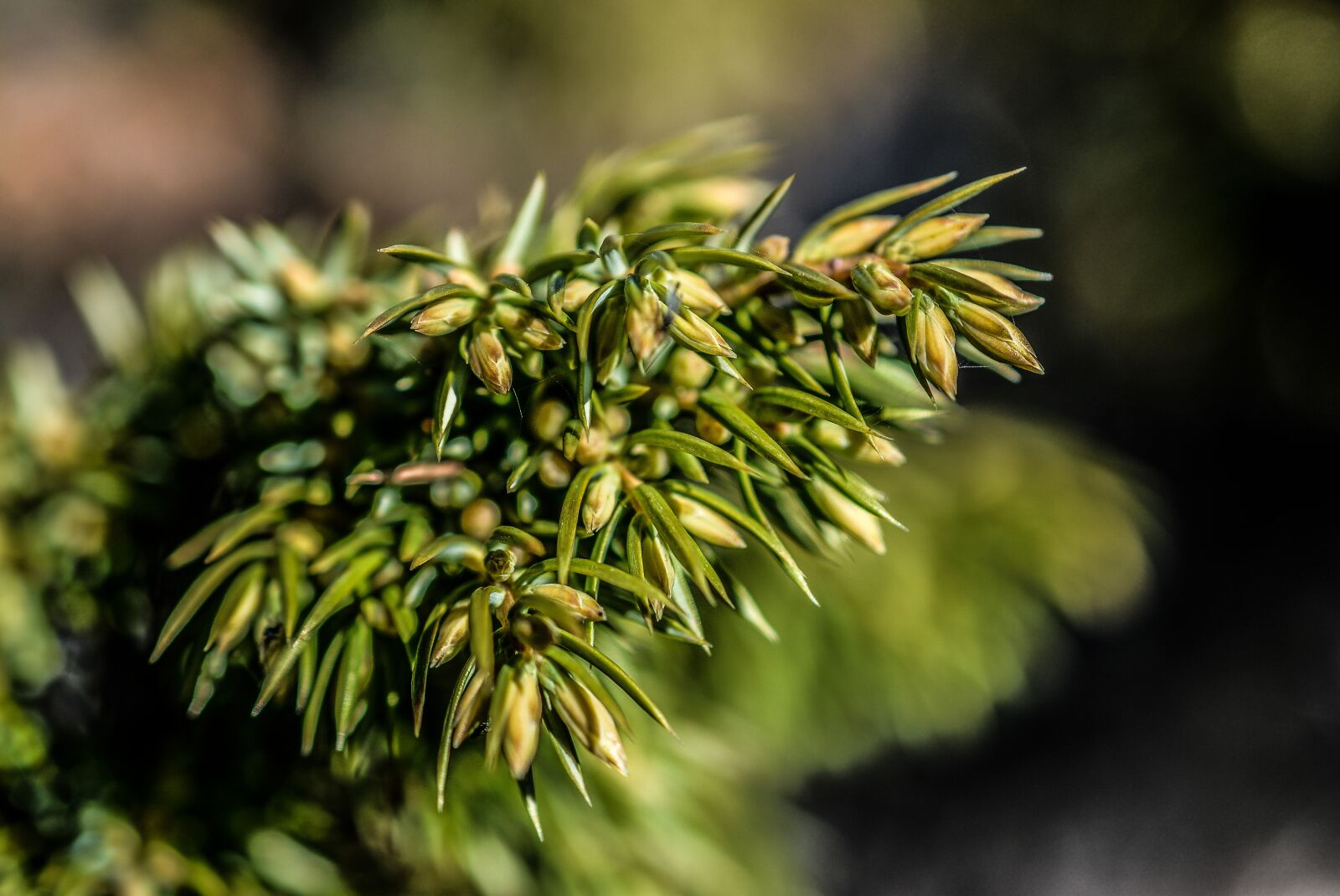Nikon D5200 sample photo. Green, plant, summer photography