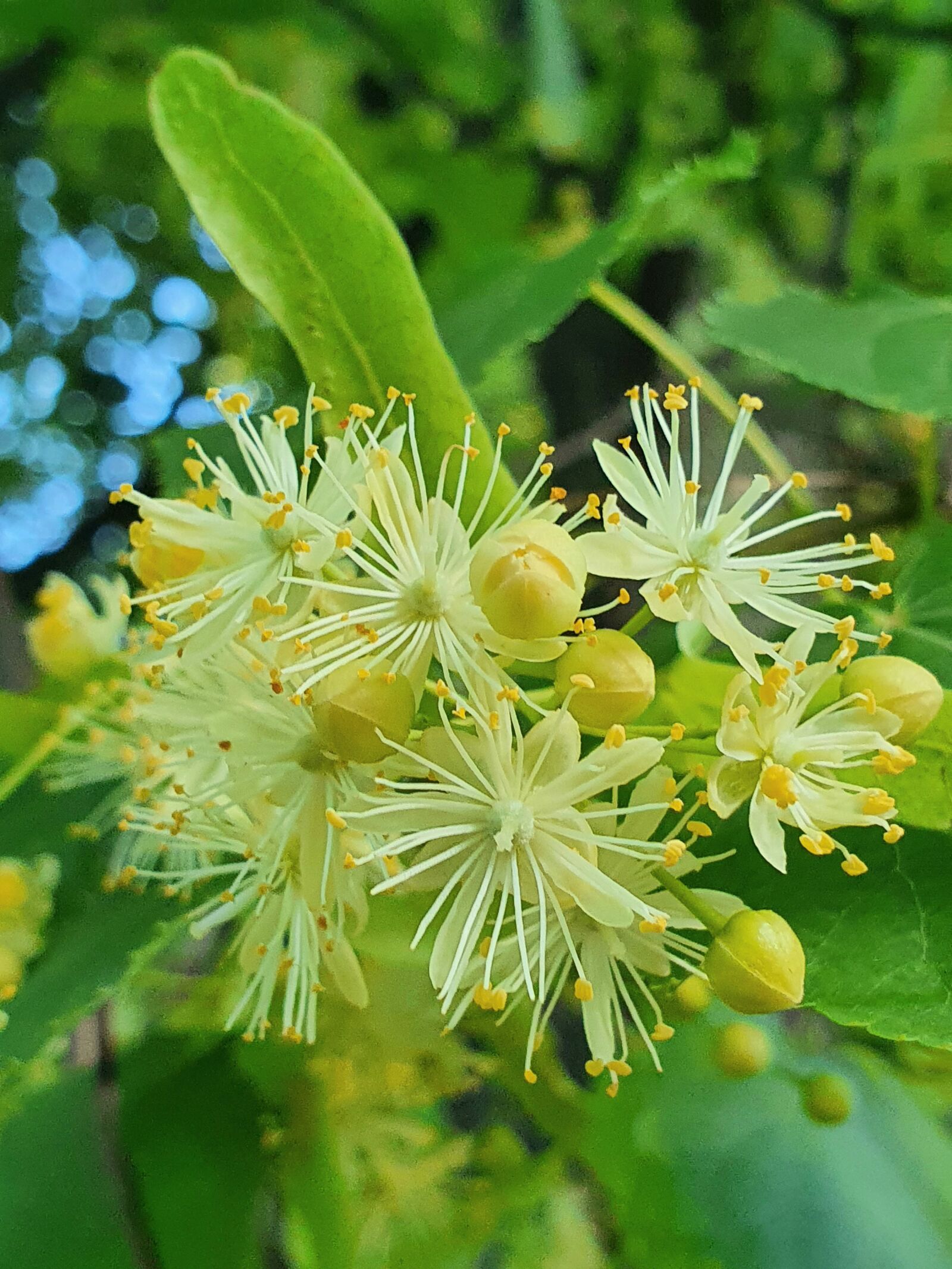 Samsung Galaxy S10 sample photo. Linden, aroma, color photography