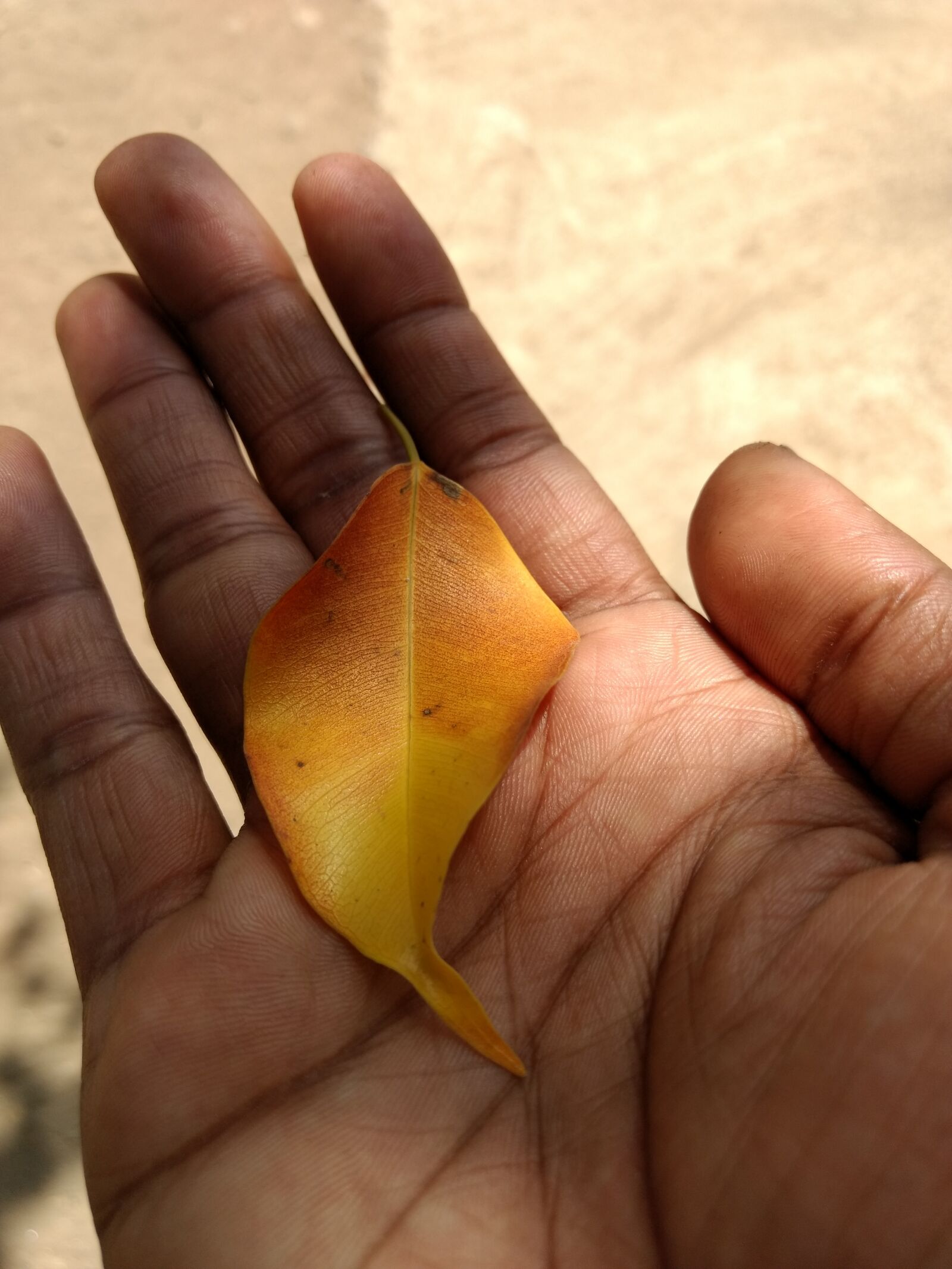 Motorola Moto G (4) sample photo. Tree leave, nature, leaf photography