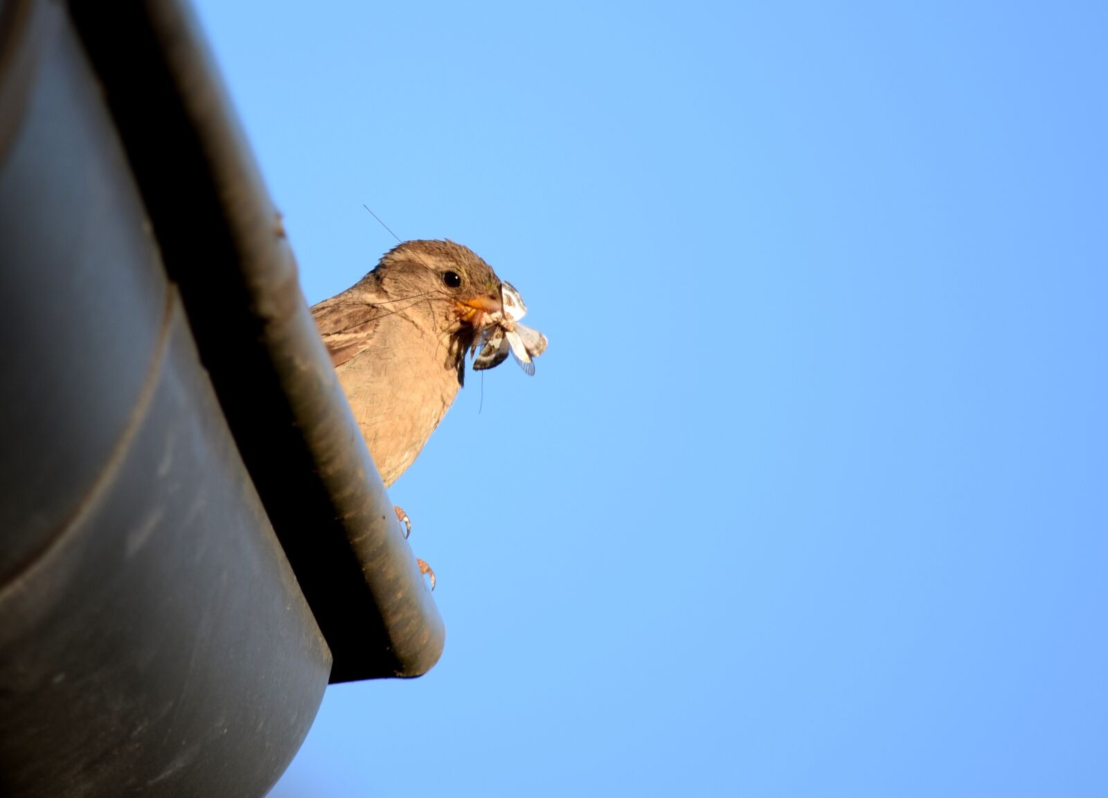 Nikon D5300 sample photo. Bird, sparrow, roof photography