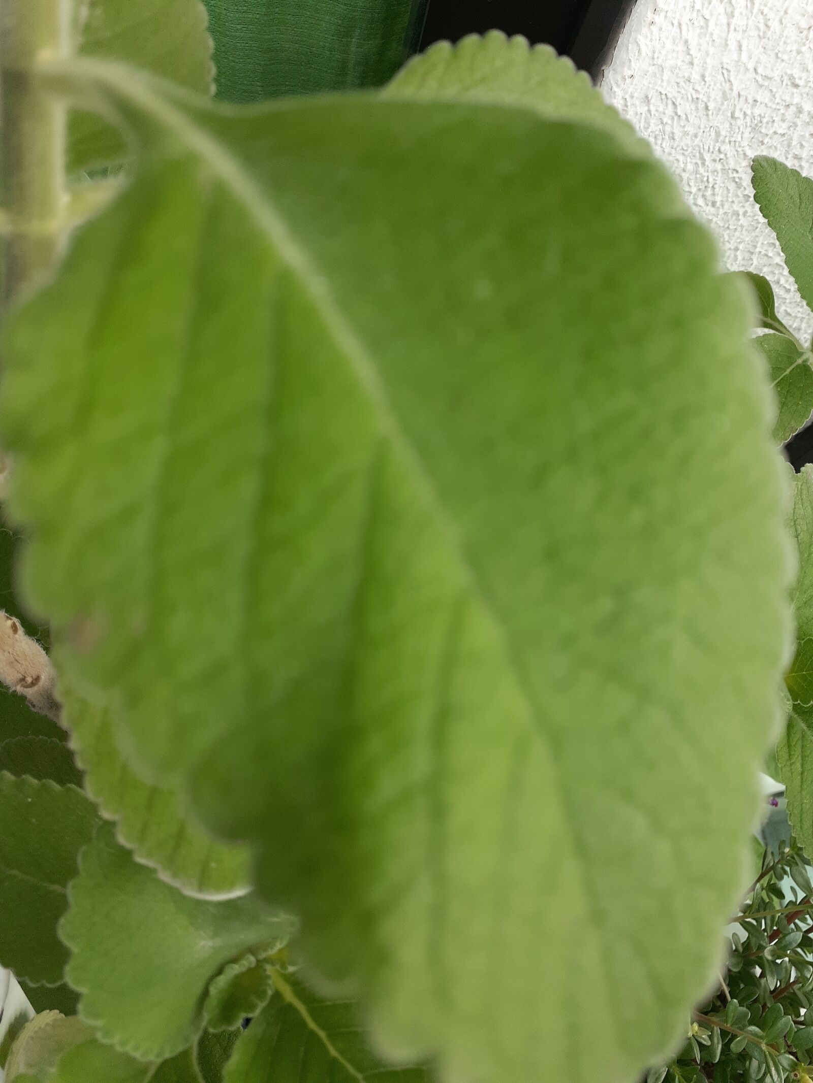 Samsung Galaxy A20 sample photo. Boldo, planta, verde photography