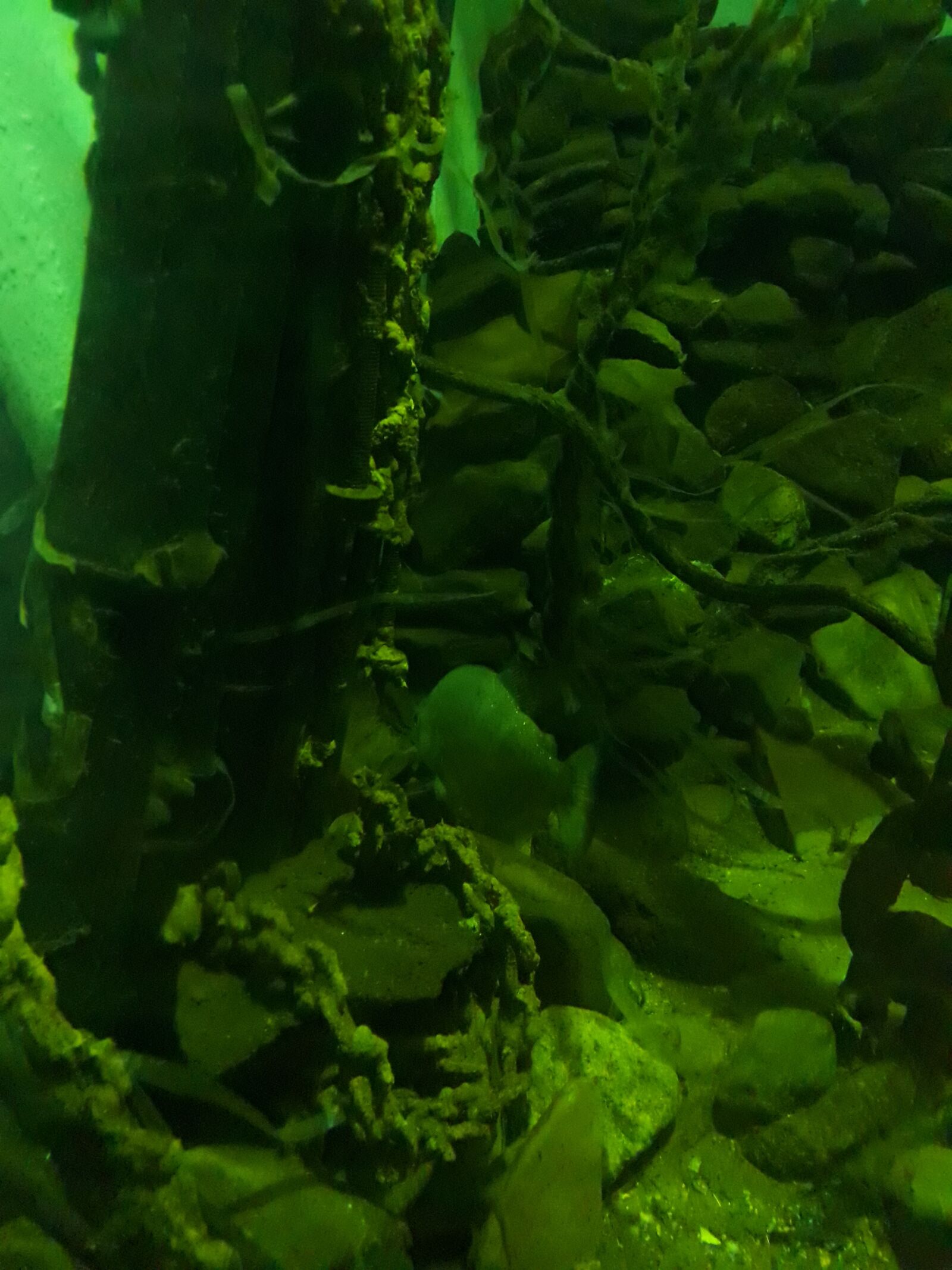 Samsung Galaxy J7 Prime sample photo. Aquarium, water, fish photography