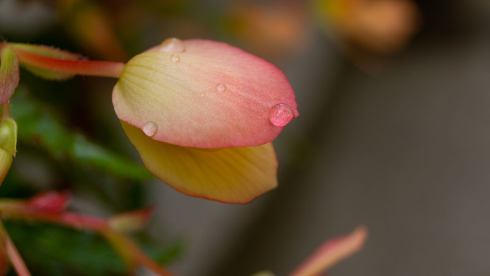 Sony SLT-A65 (SLT-A65V) sample photo. Water, droplets, flower photography