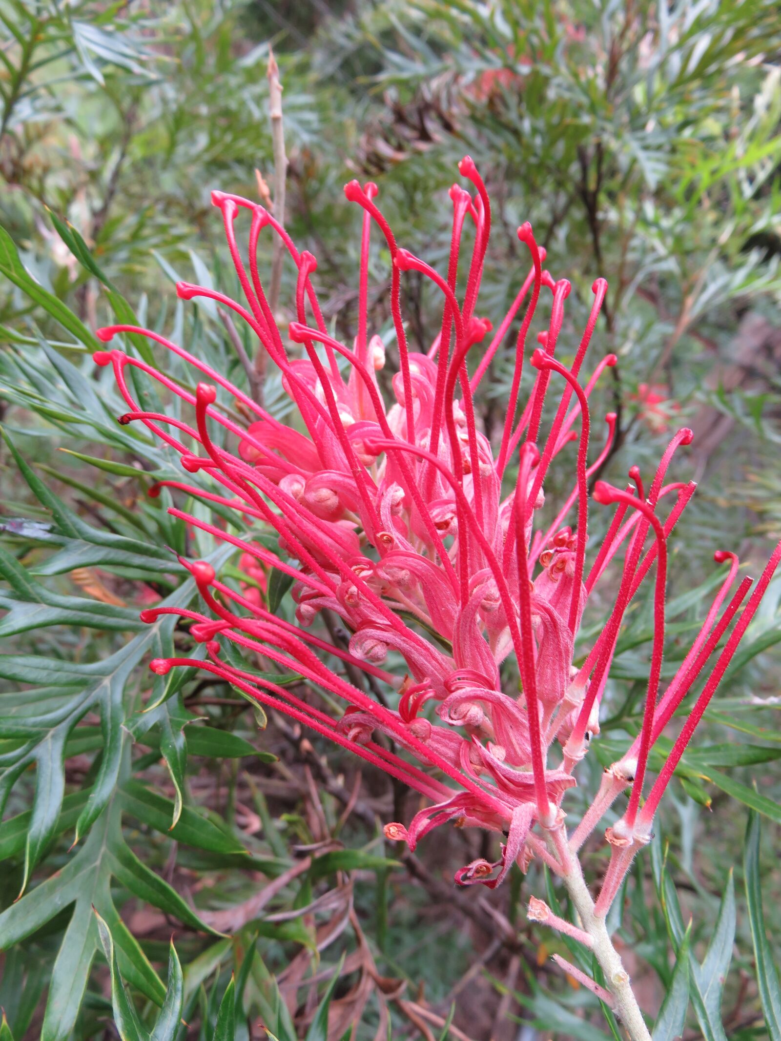 Canon PowerShot SX710 HS sample photo. Flower, plant, red photography