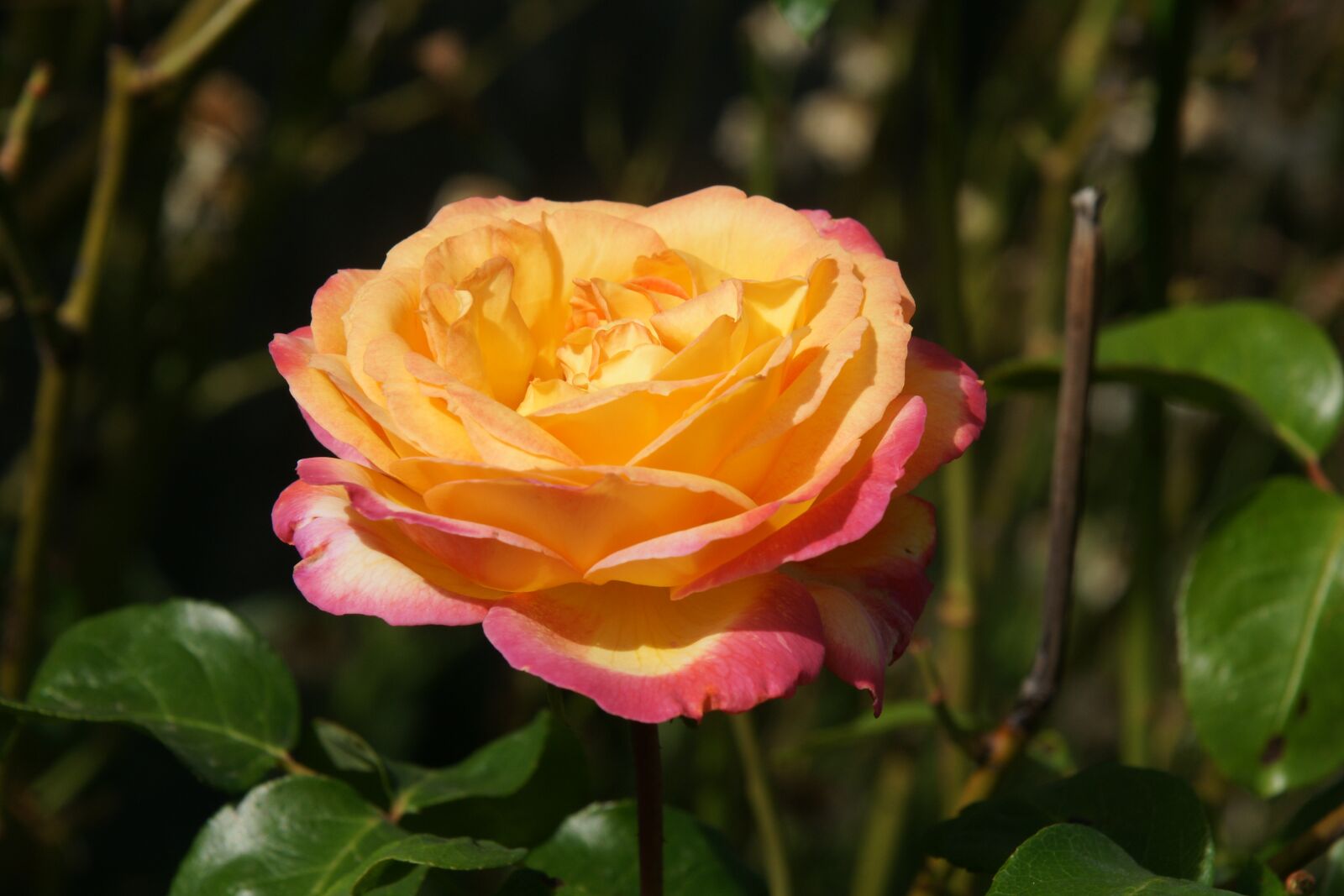 Sony Alpha DSLR-A700 sample photo. Flower, nature, rosa photography