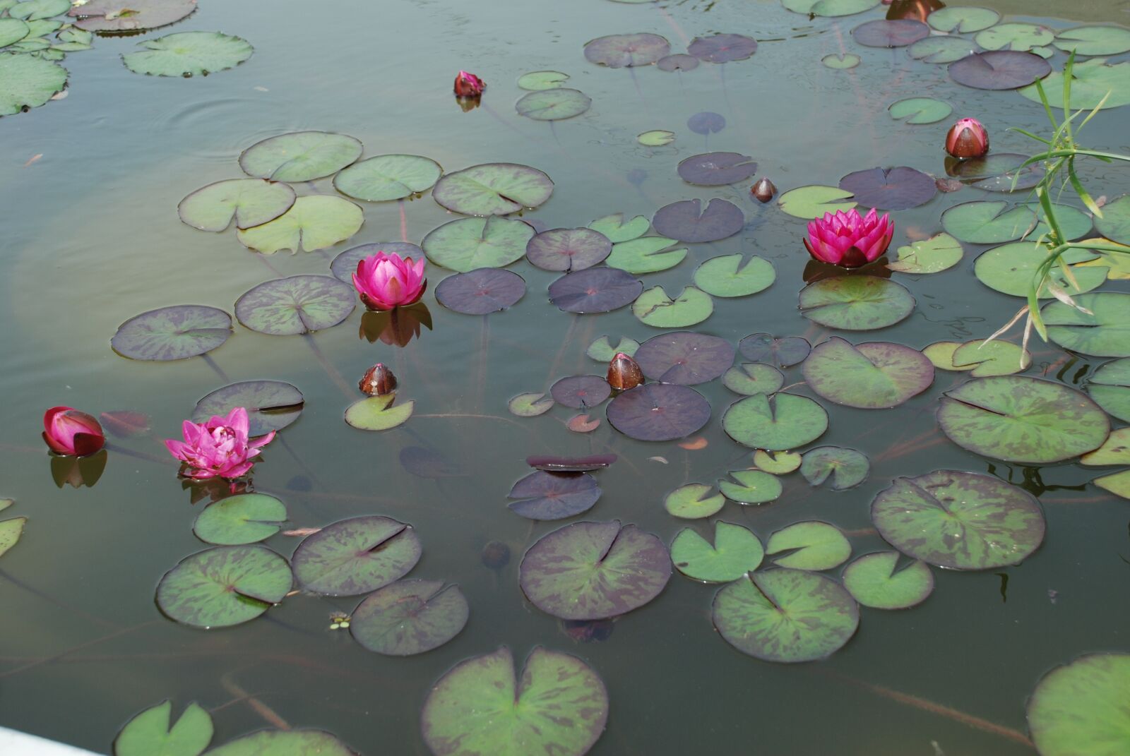 Nikon D80 sample photo. Water lilies, pond, aquatic photography