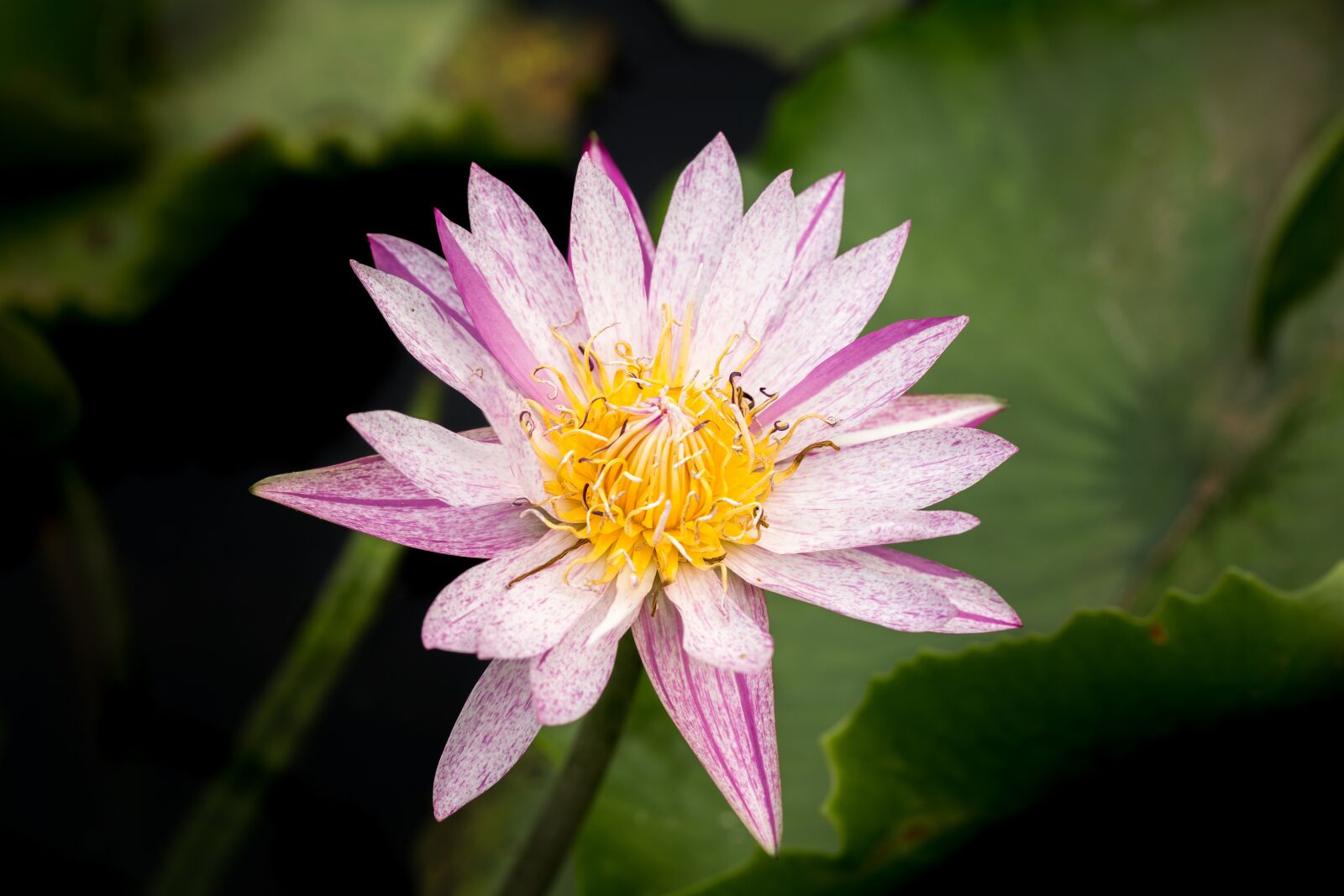 Canon EF 100mm F2.8L Macro IS USM sample photo. Water lily, nuphar lutea photography