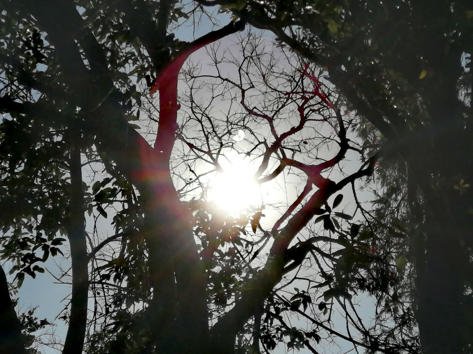 HUAWEI P30 LITE sample photo. Sunrise, winter, south africa photography