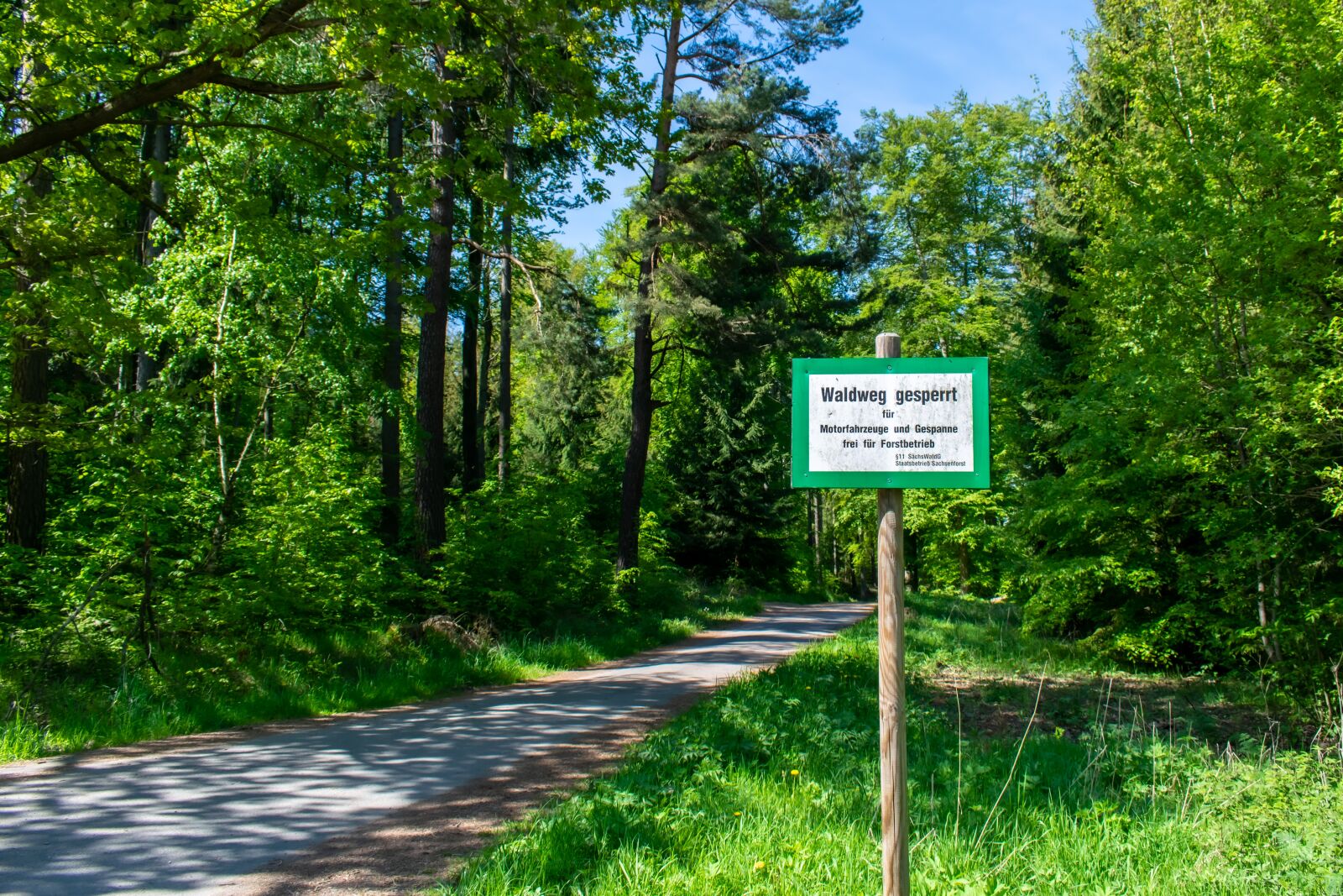 Nikon D5300 sample photo. Forest path, forest road photography