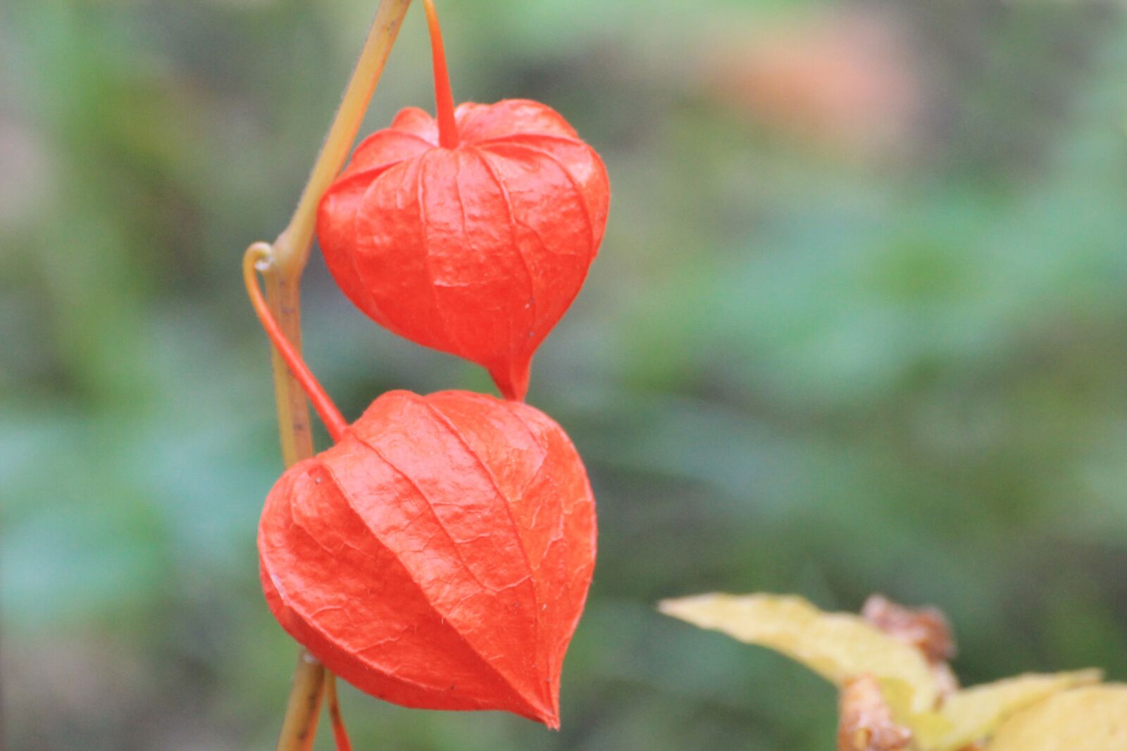 Canon EOS 1100D (EOS Rebel T3 / EOS Kiss X50) sample photo. Physalis, lampionblume, flowers photography