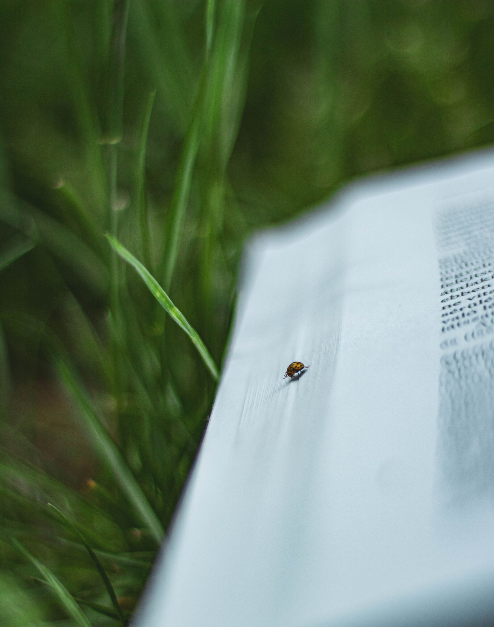 Canon EOS 1300D (EOS Rebel T6 / EOS Kiss X80) sample photo. Book, ladybug, beetle photography