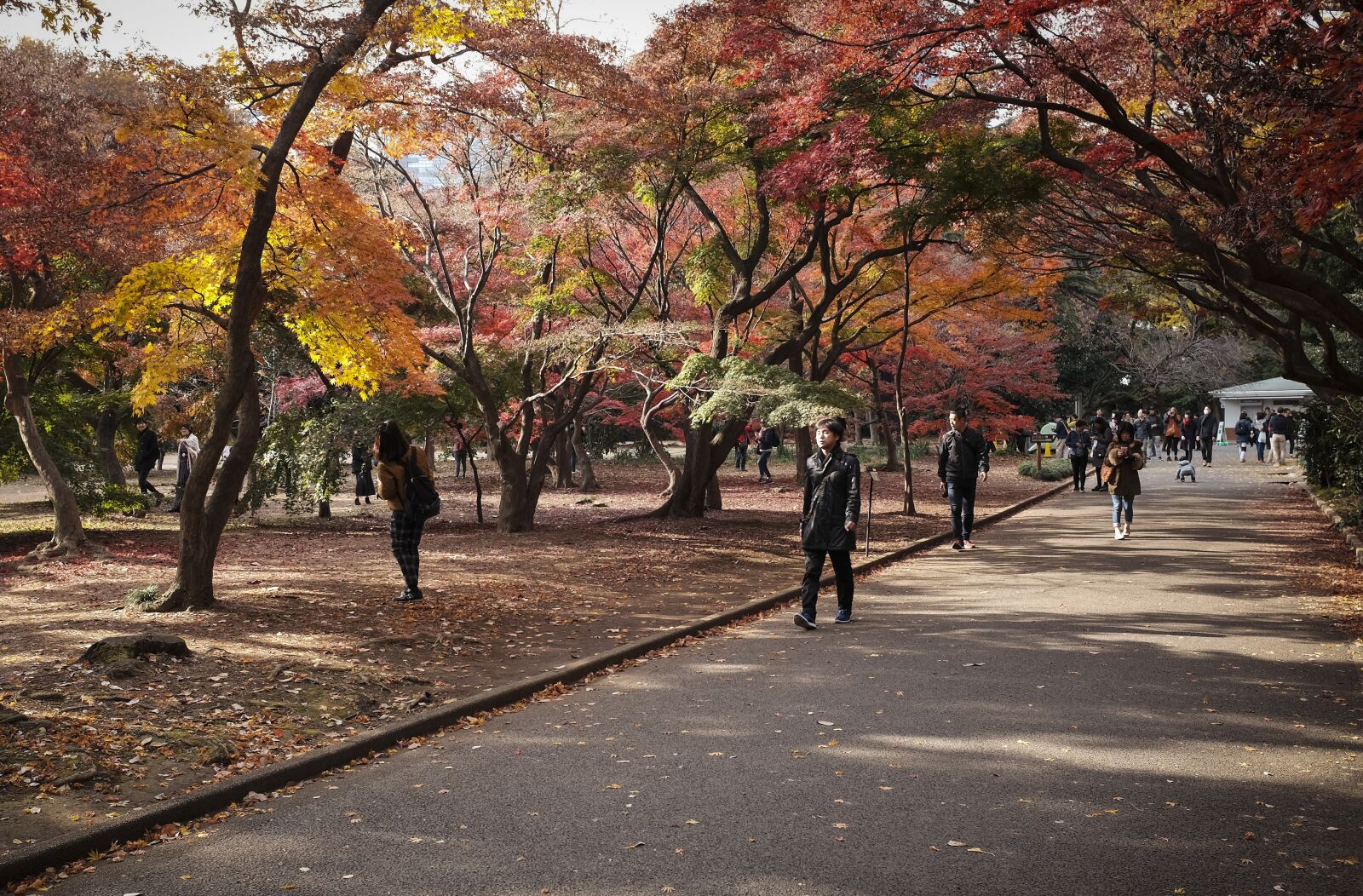 Fujifilm X100T sample photo. Autumn, tokyo, japan photography