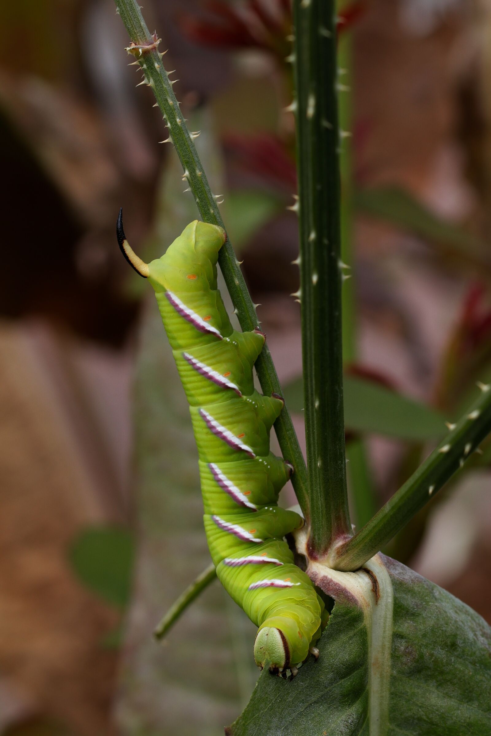 Canon EF 100mm F2.8L Macro IS USM sample photo. Insects, caterpillars, sphinx ligustri photography