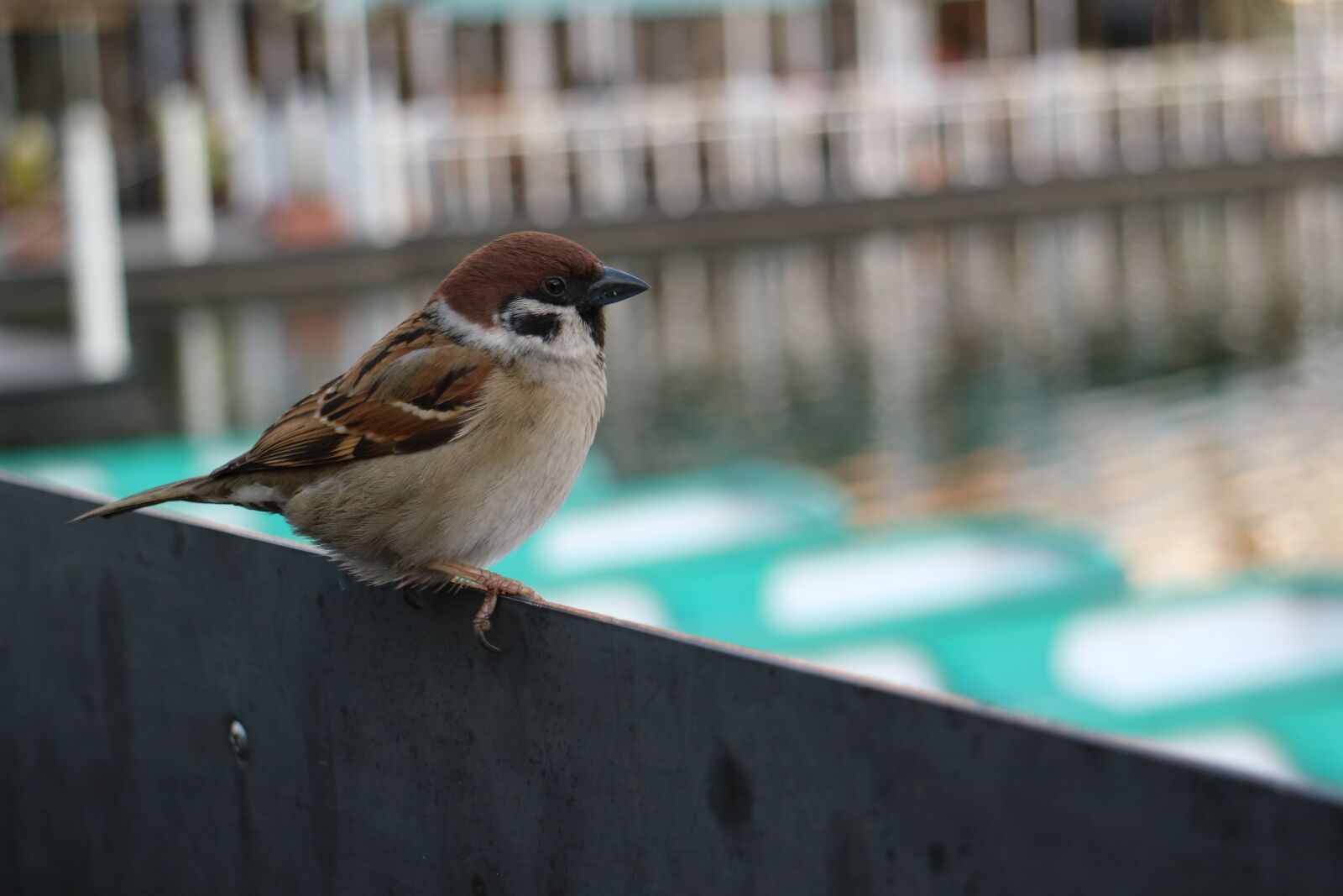 Canon EOS M3 sample photo. Sparrow, bird, beak photography