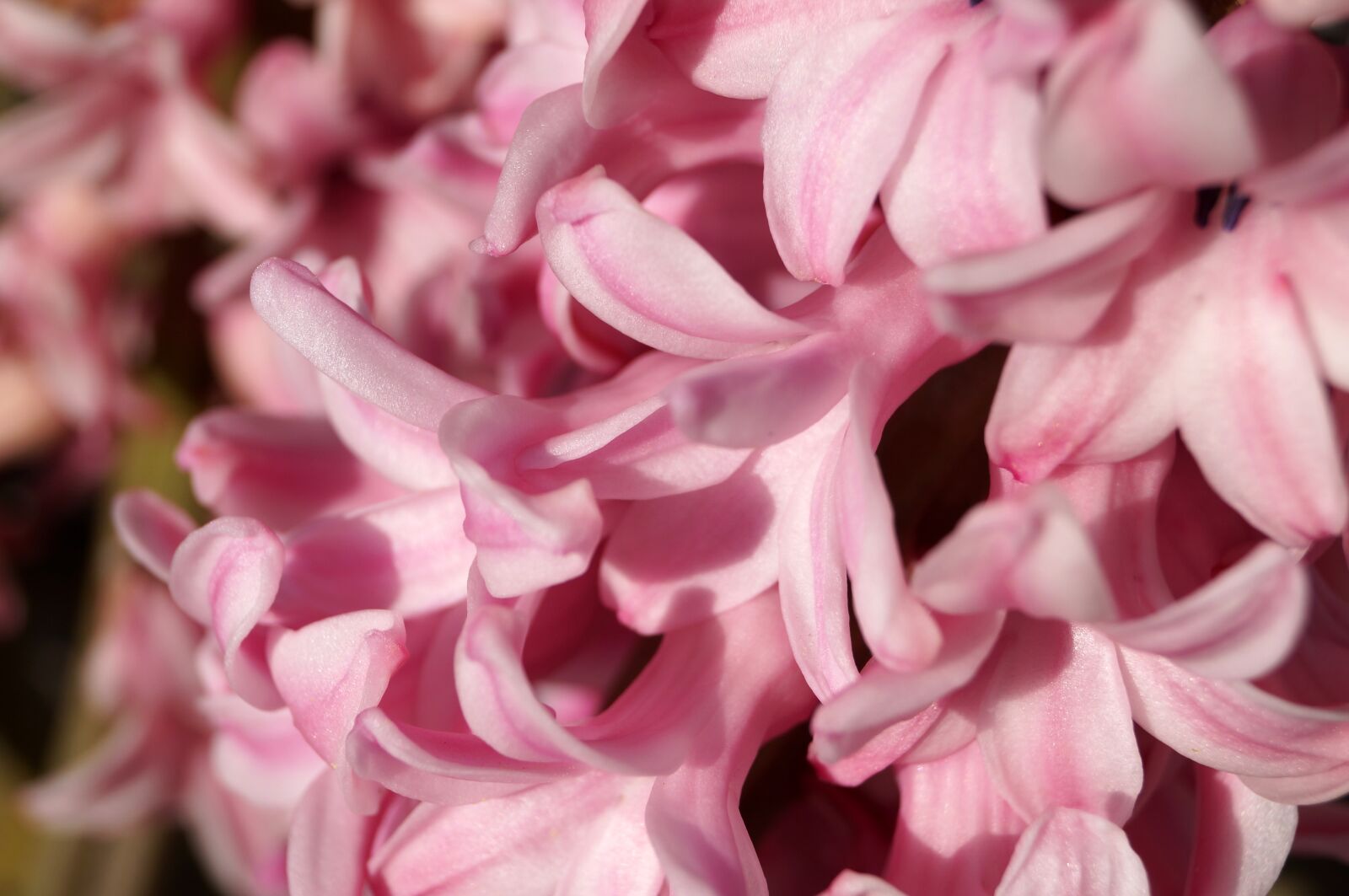Sony SLT-A57 sample photo. Hyacinths, flowers, spring photography