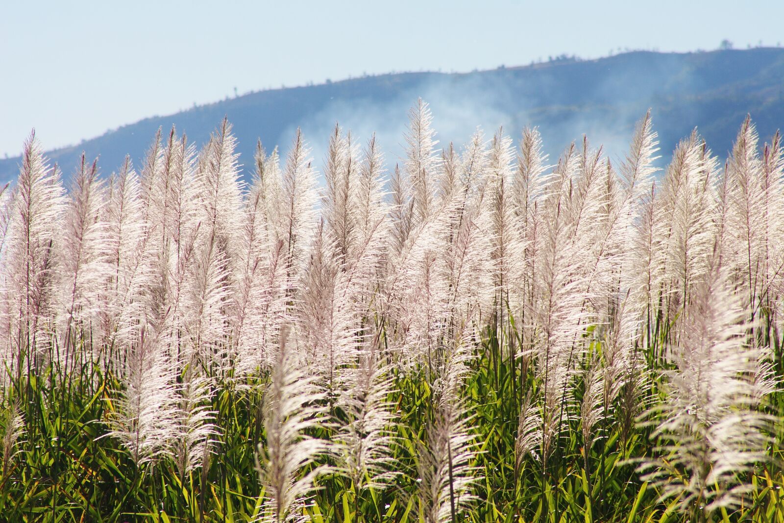 Canon EOS 20D sample photo. Morning mist, mood, landscape photography