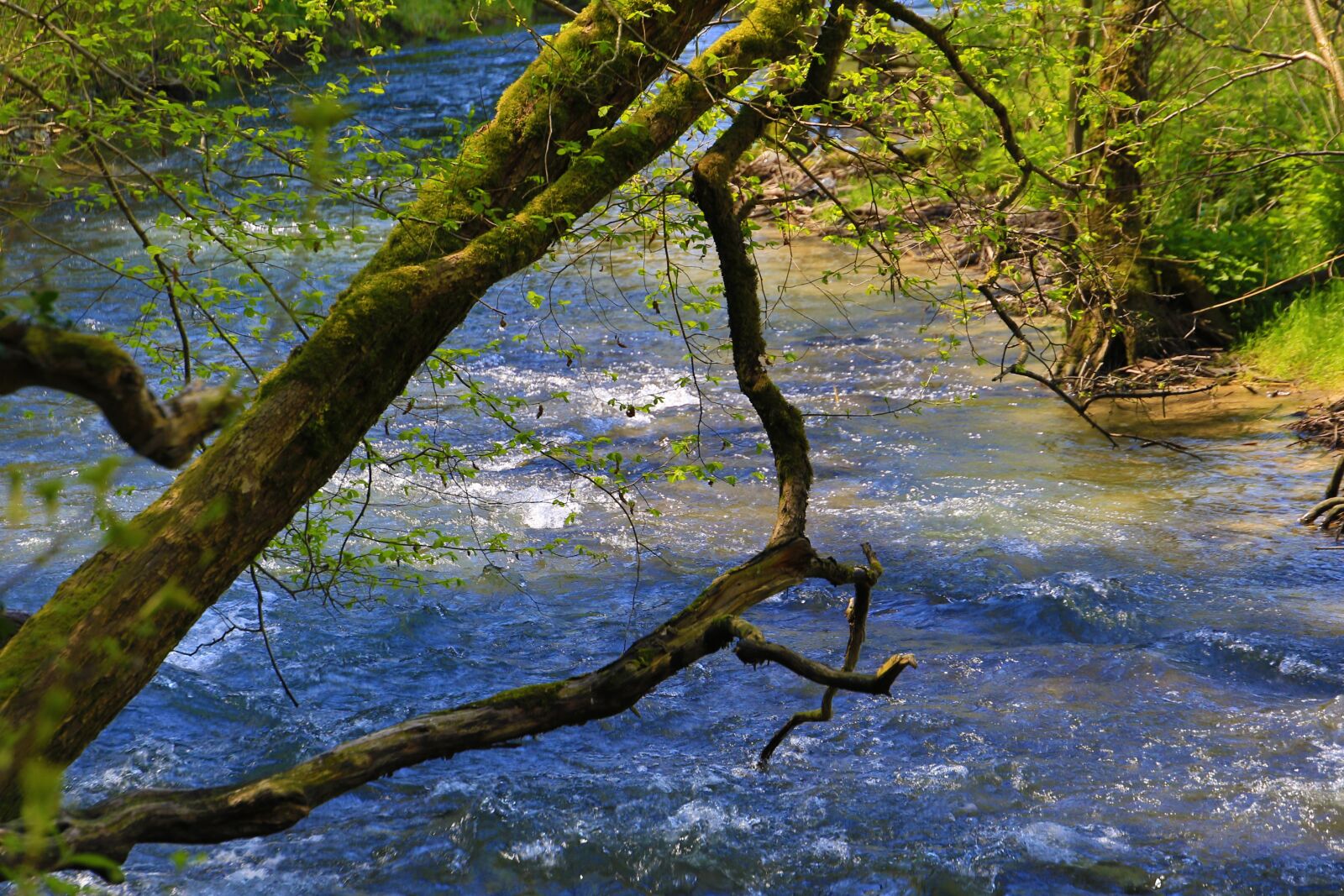 Canon EOS 7D Mark II sample photo. Tree, nature, wood photography