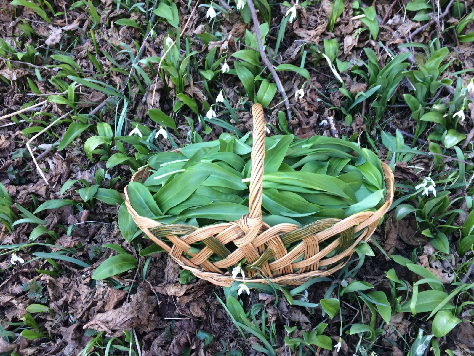 iPhone 5s back camera 4.15mm f/2.2 sample photo. Spring, cart, garlic photography