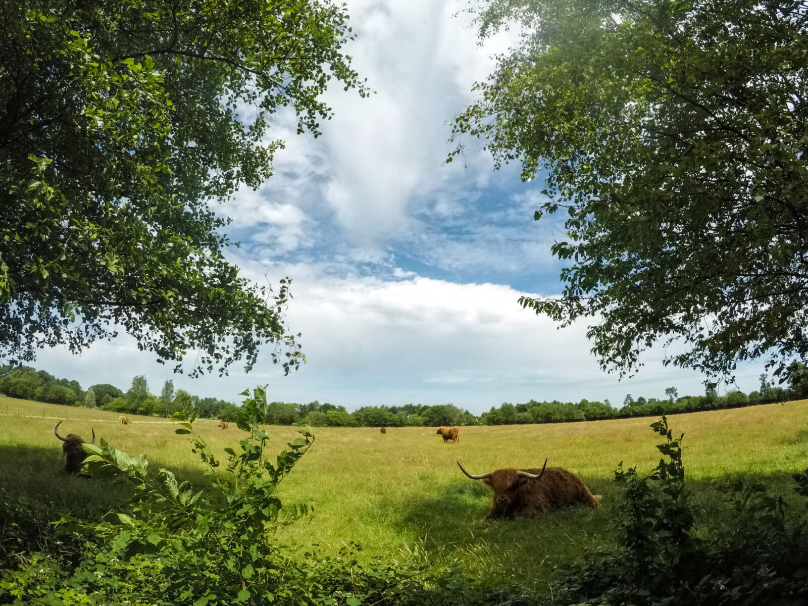 GoPro Hero5 Black sample photo. Animal, nature, trees photography