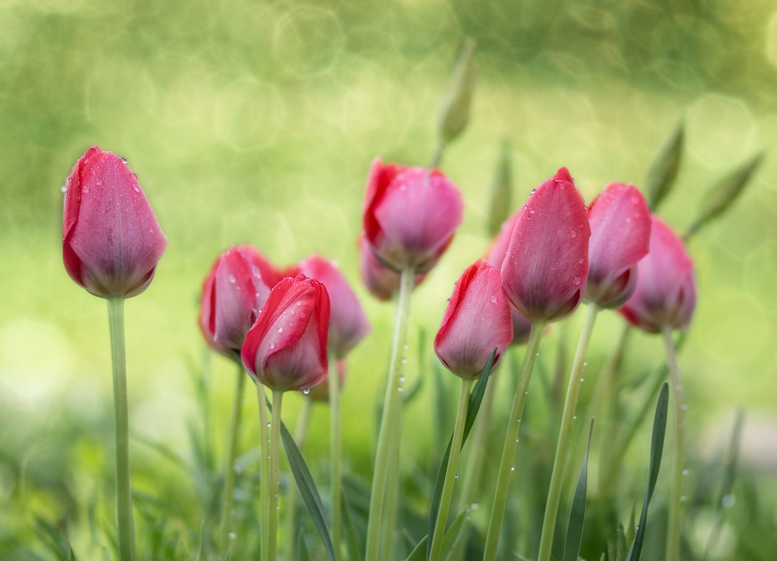 Sony SLT-A77 + 105mm F2.8 sample photo. Tulips, garden, spring photography