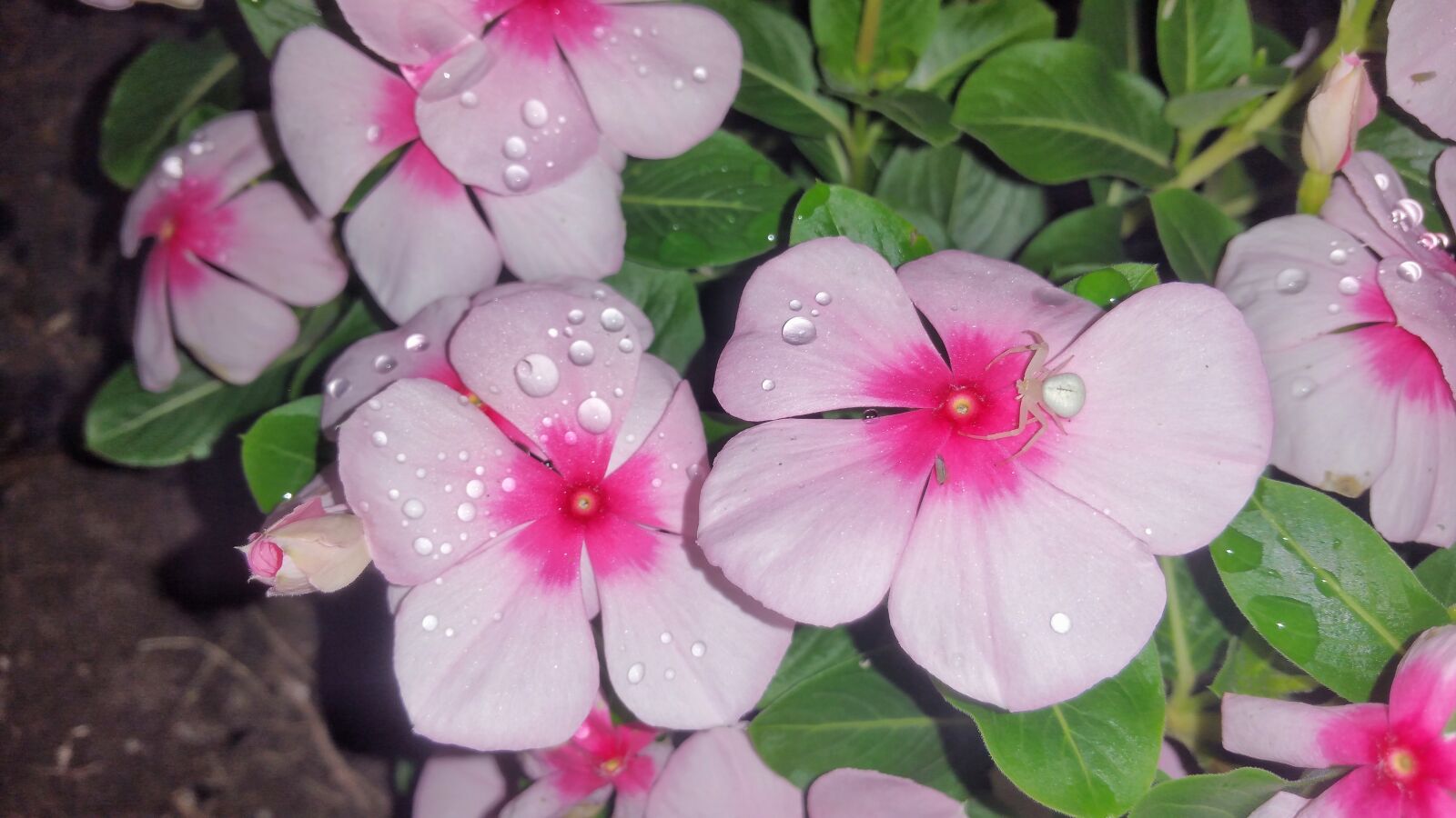 Samsung Galaxy Note4 sample photo. Flower, spider, pink photography