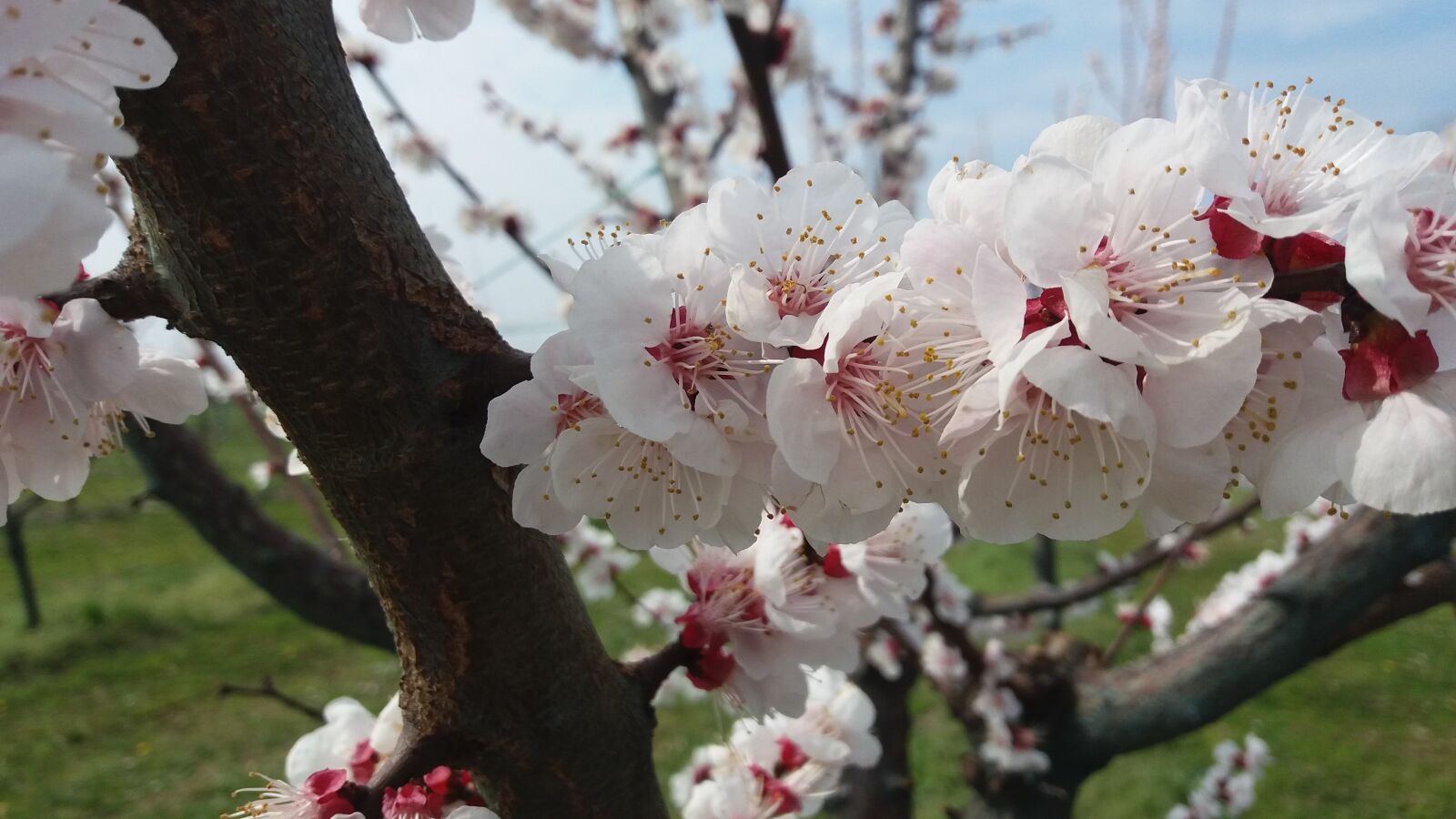 Samsung Galaxy J5 sample photo. Spring, flowers, joy photography