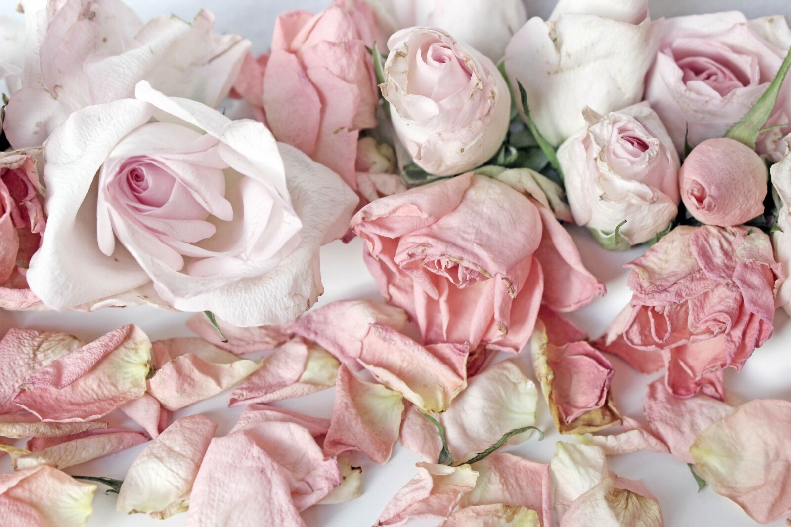 Canon EOS 600D (Rebel EOS T3i / EOS Kiss X5) sample photo. Roses, pink, background photography