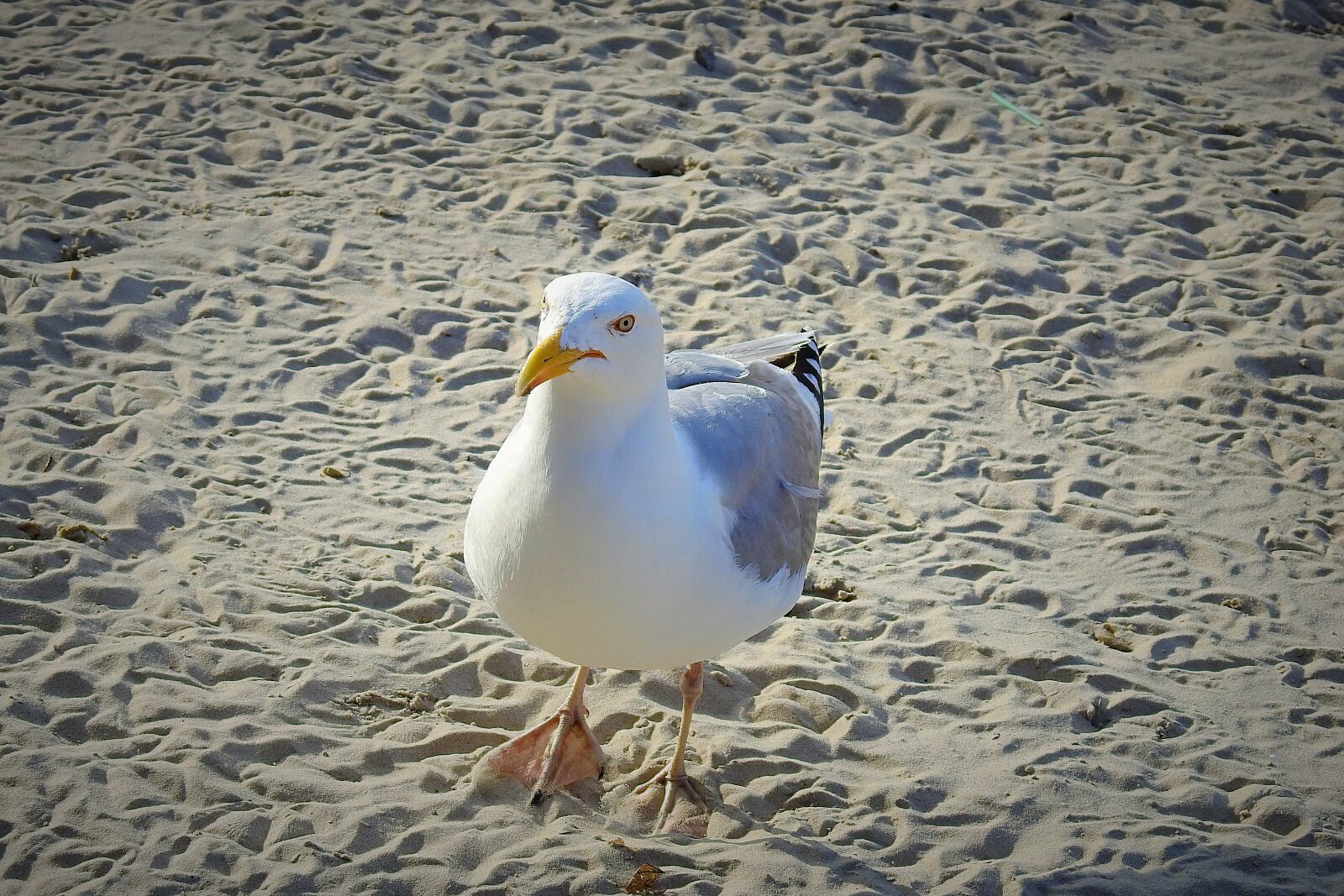 Nikon Coolpix P900 sample photo. Common tern, beach, sand photography