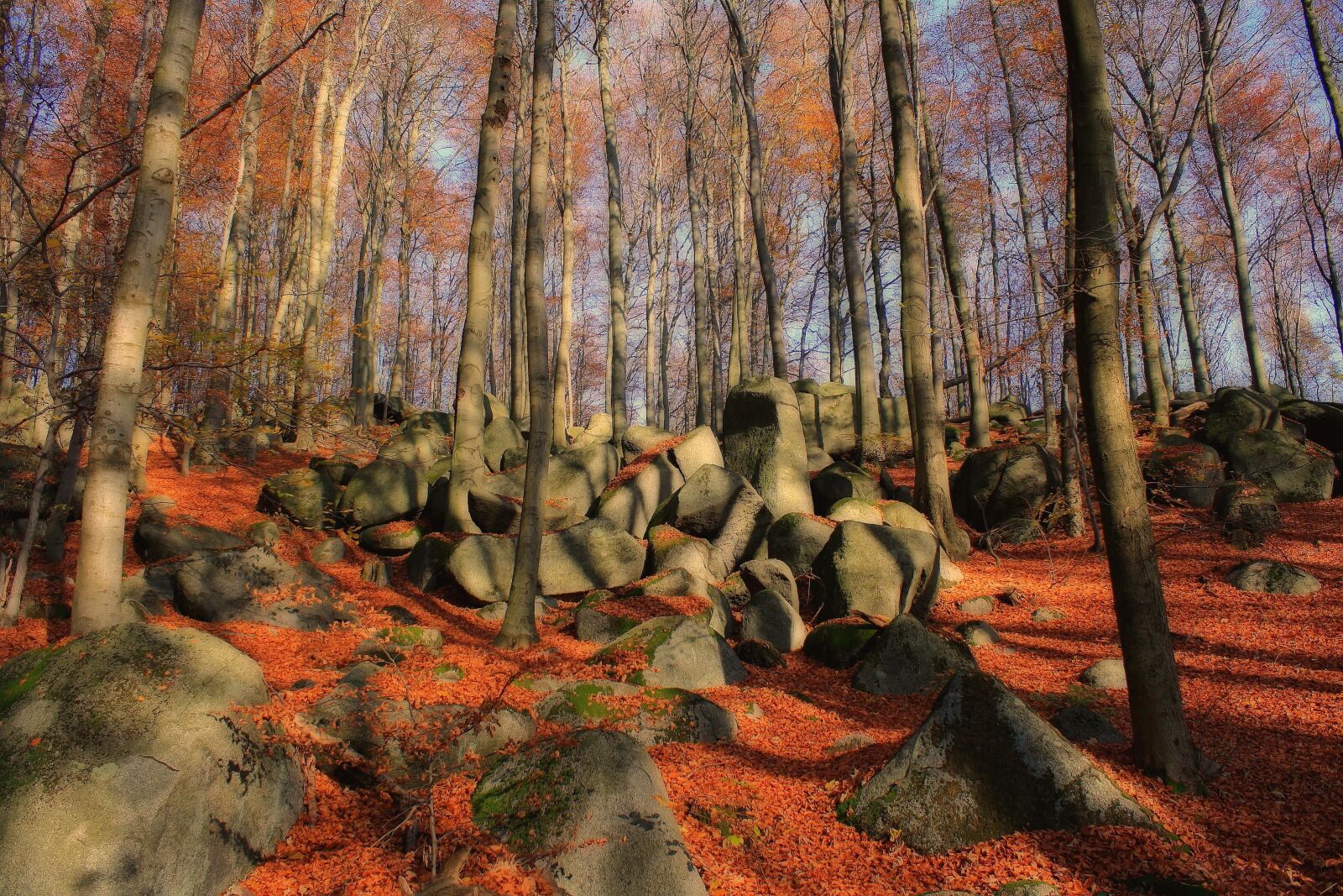 Canon EOS 1000D (EOS Digital Rebel XS / EOS Kiss F) sample photo. Nature, landscape, forest photography