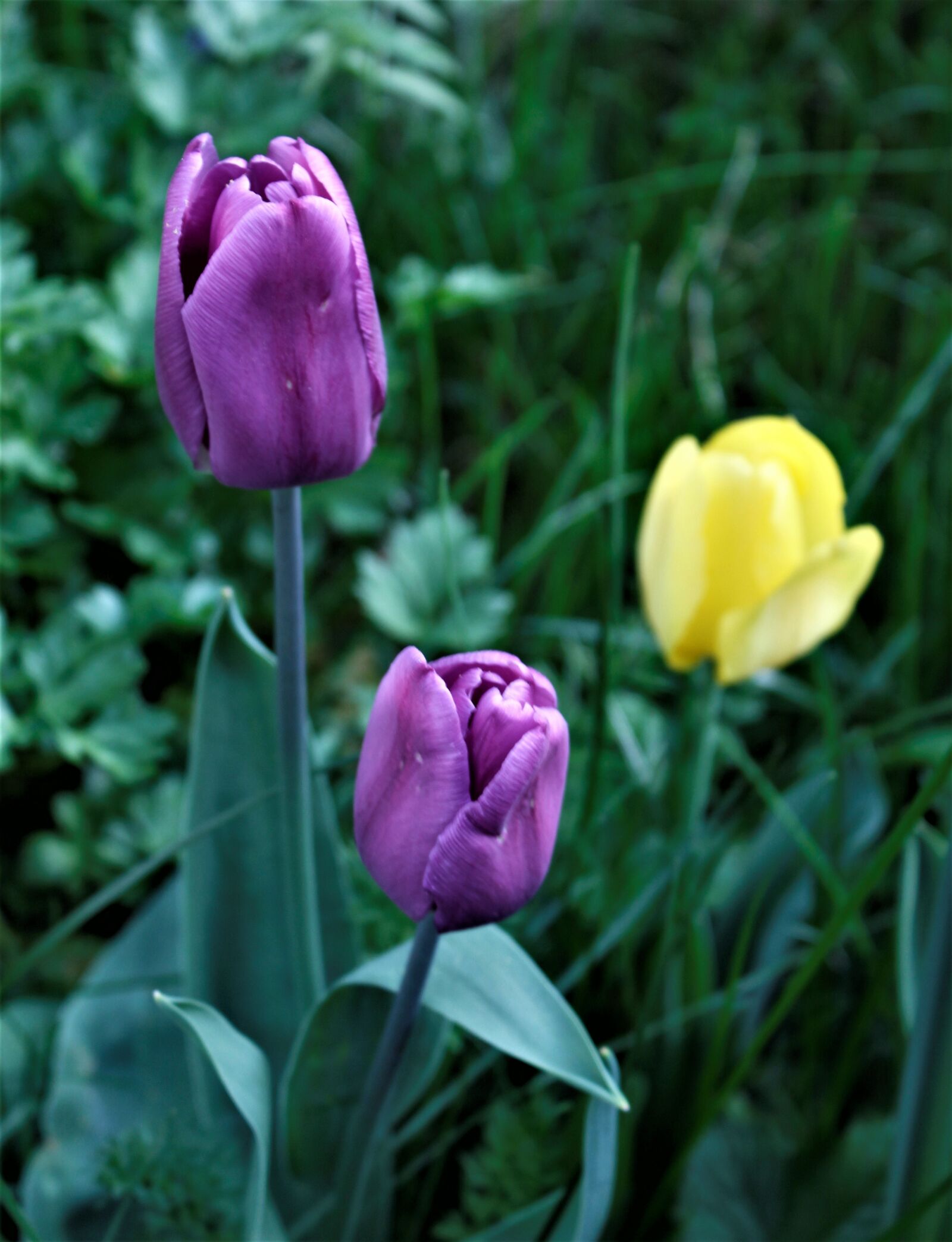Canon EOS 1300D (EOS Rebel T6 / EOS Kiss X80) sample photo. Nature, flower, easter photography