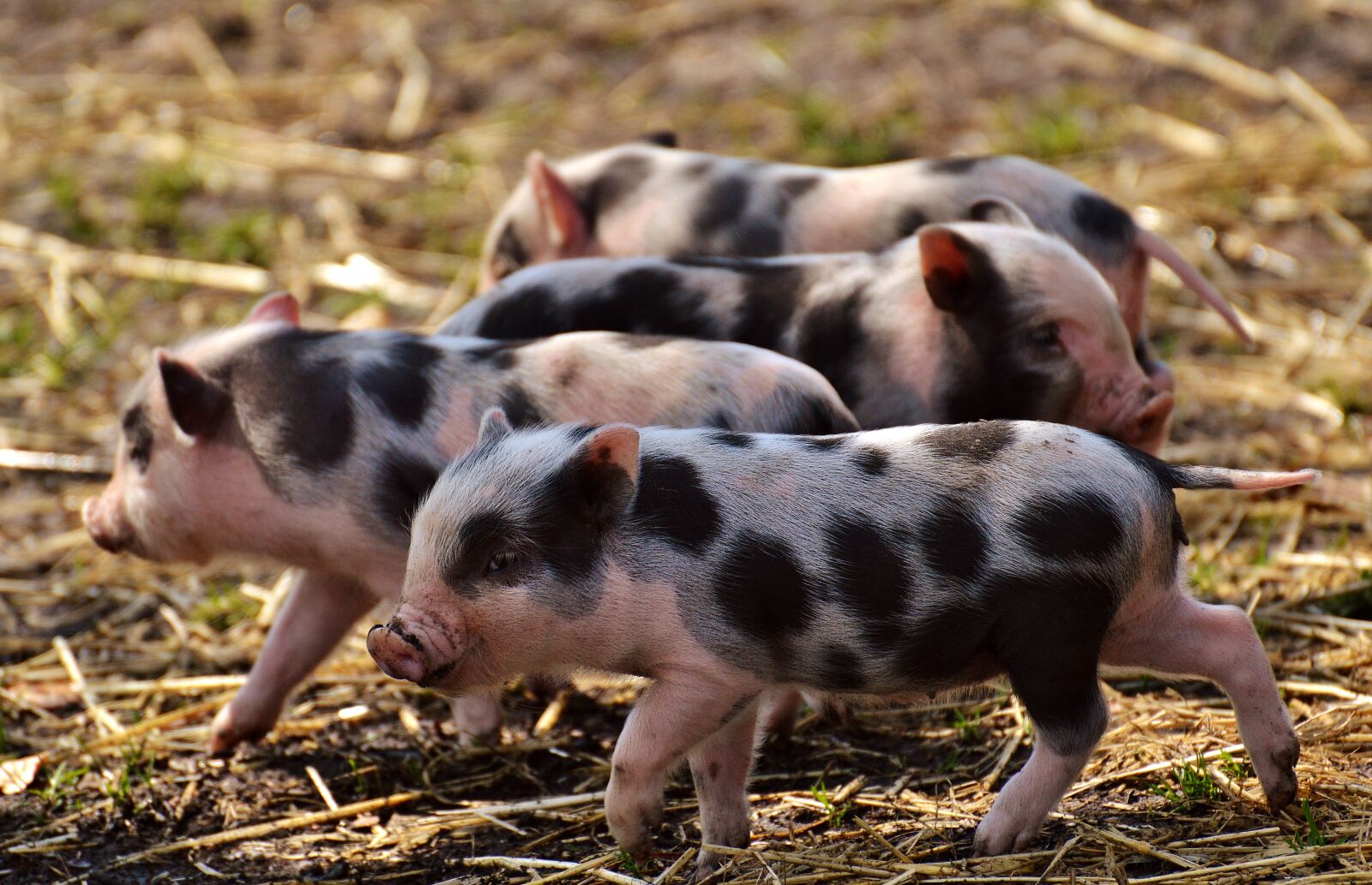 Nikon D3200 sample photo. Piglet, young animals, pig photography