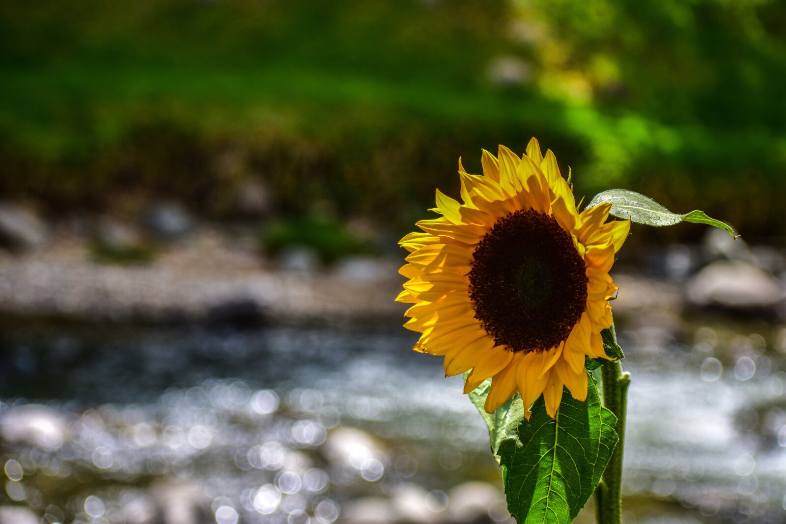 Nikon D3400 sample photo. Sunflower, flower, yellow photography