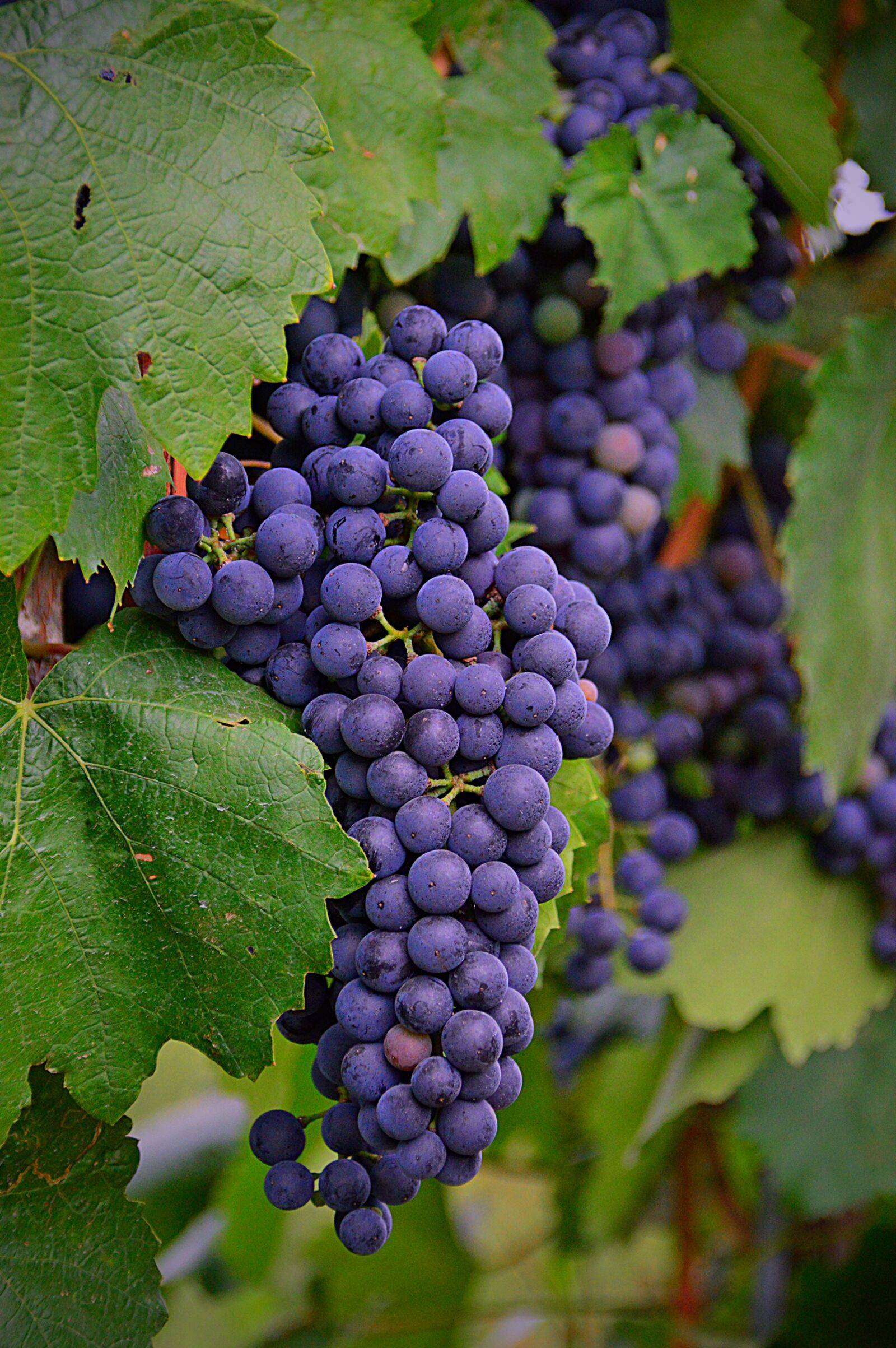 Nikon D3200 sample photo. Grape, red grapes, fruit photography