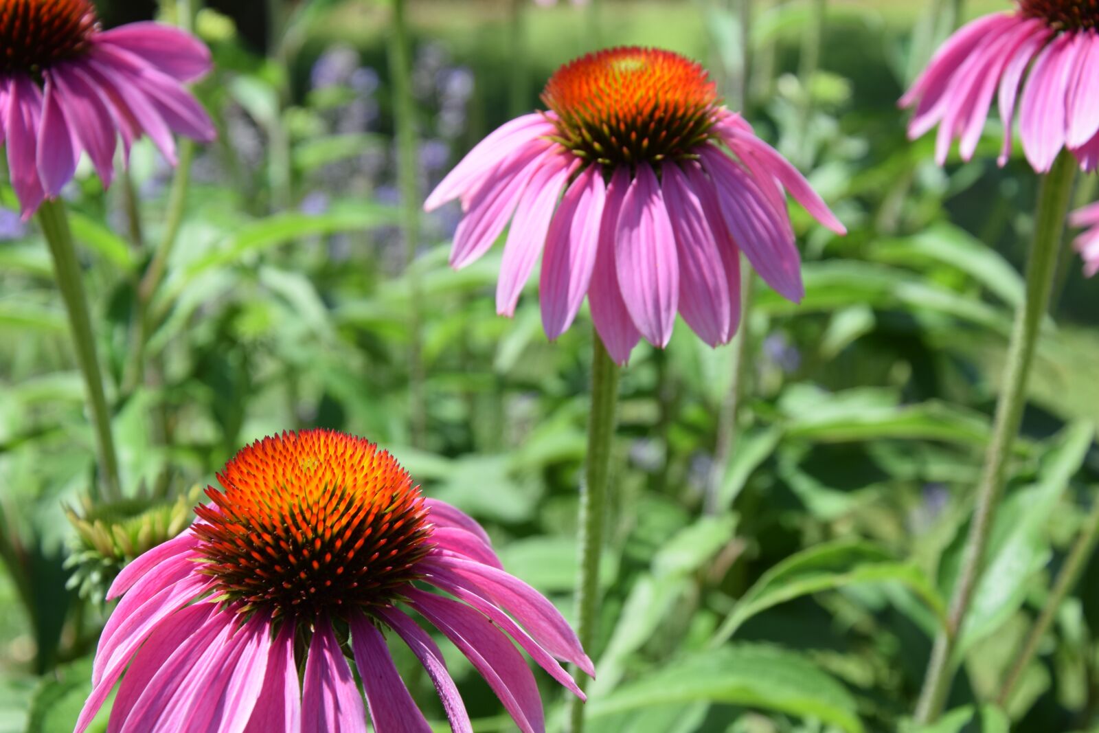 Nikon D5300 sample photo. Flower, blooming, plant photography