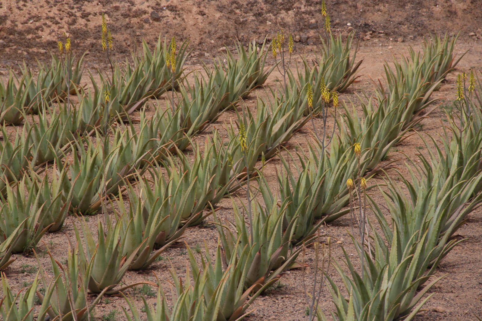 Canon EOS 7D sample photo. Aloe vera, plantations, plants photography