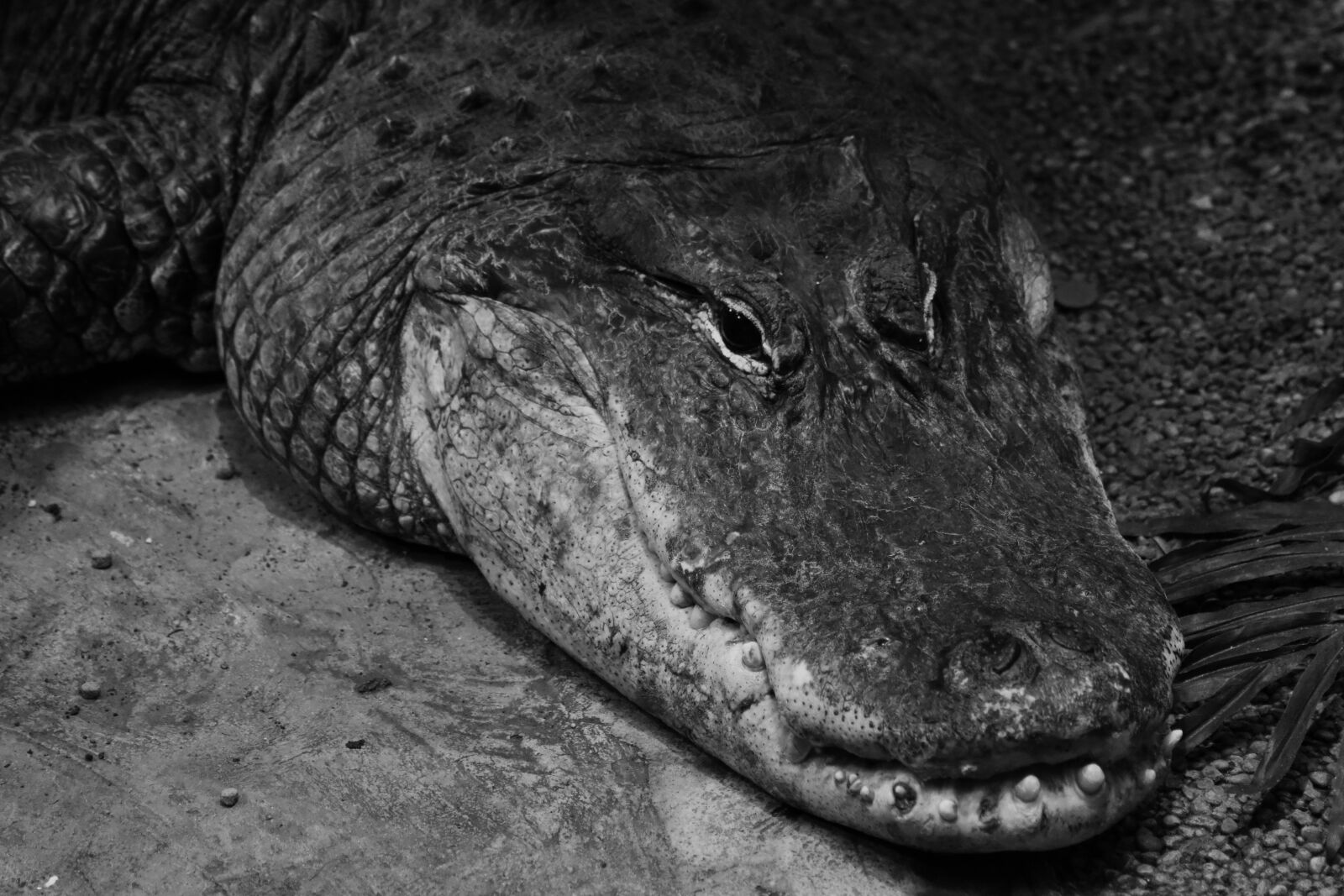 Nikon D3400 sample photo. Crocodile, black and white photography