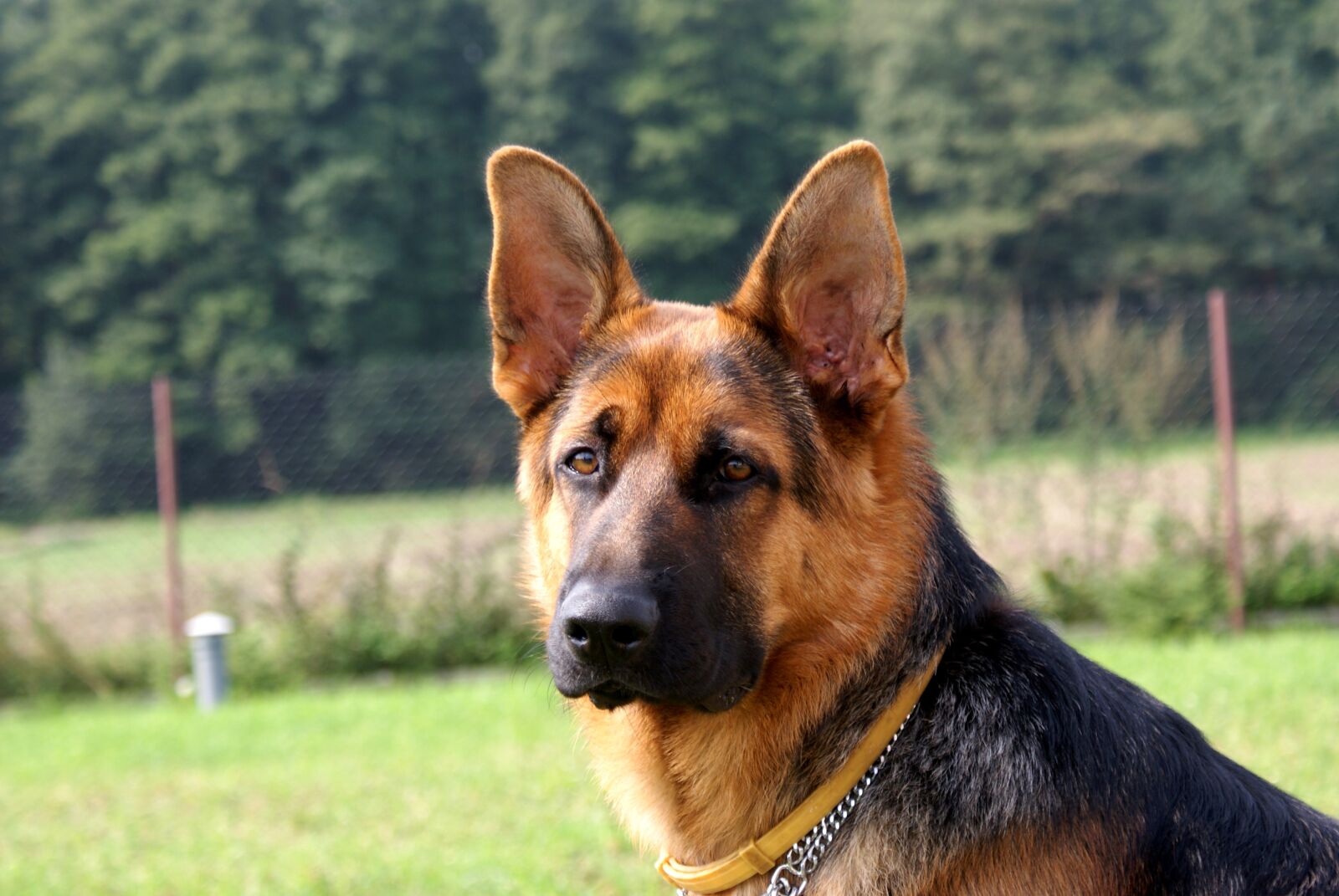 Sony Alpha DSLR-A300 sample photo. Sheep-dog, dog, coat photography