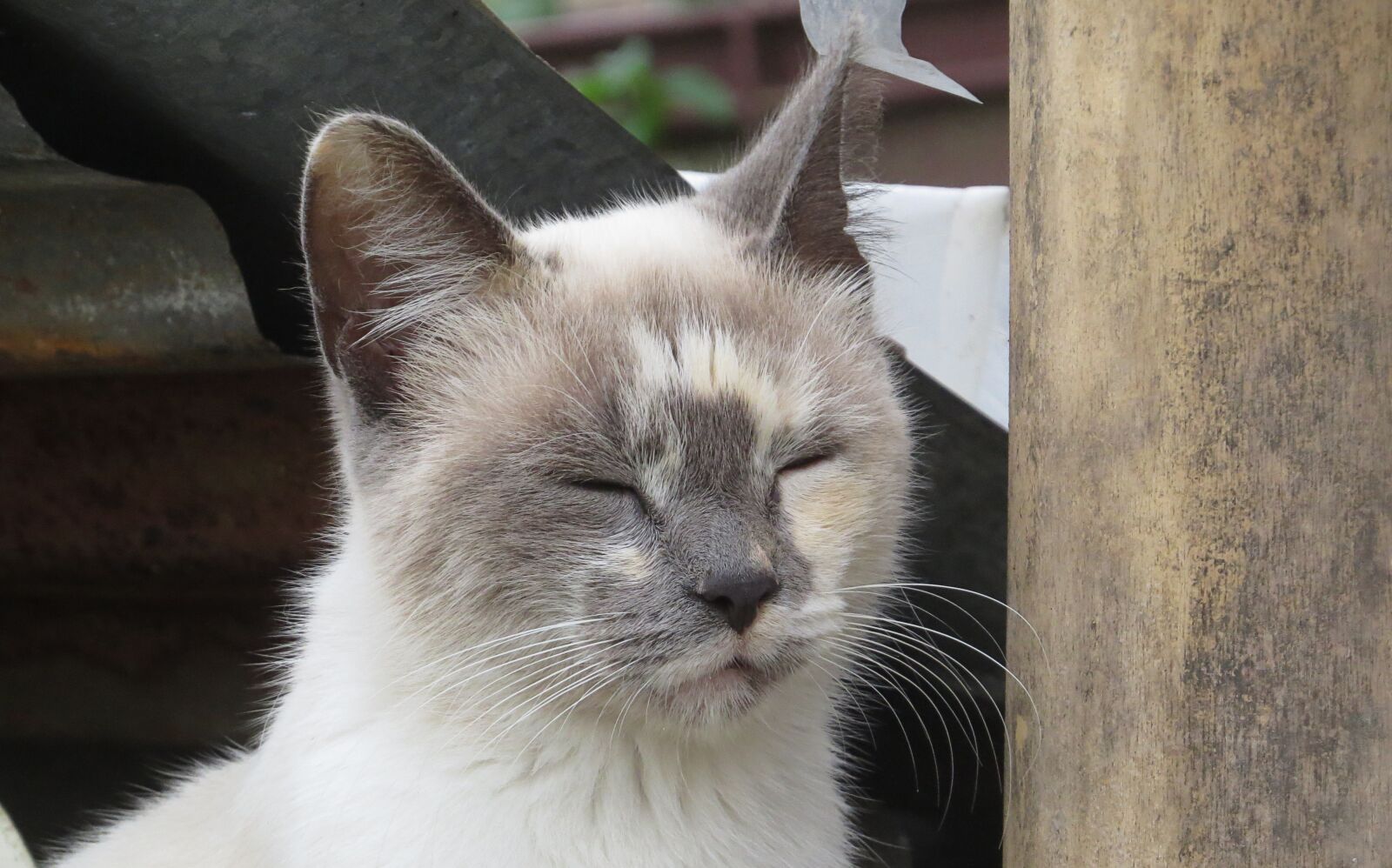 Canon PowerShot SX50 HS sample photo. Cat, feline, domestic animal photography