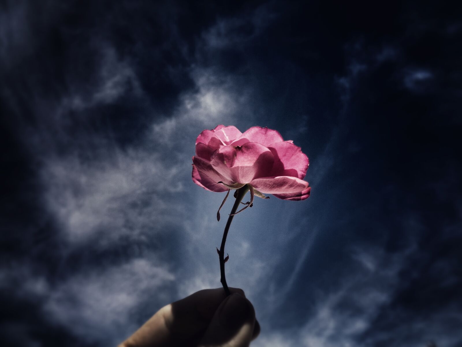 Sony Cyber-shot DSC-W830 sample photo. Sky, rosa, pink hand photography
