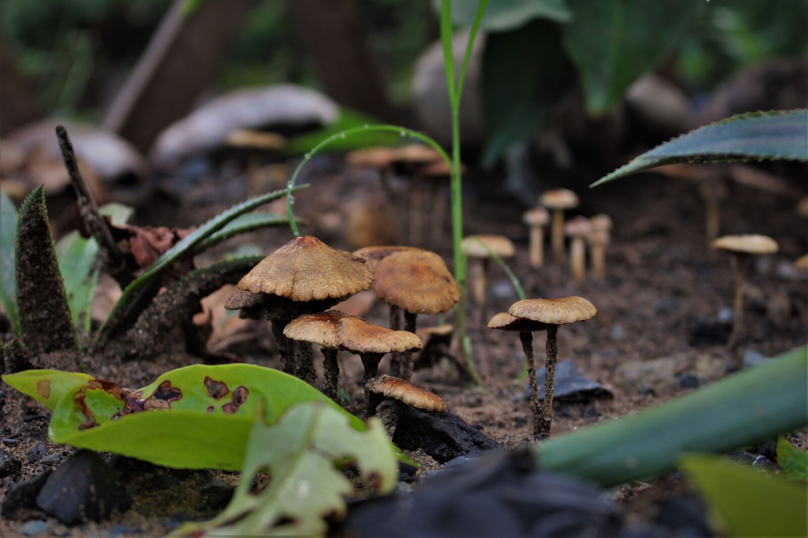 Canon EOS 700D (EOS Rebel T5i / EOS Kiss X7i) + Canon EF-S 18-55mm F3.5-5.6 IS STM sample photo. Rain, mushroom, nature photography