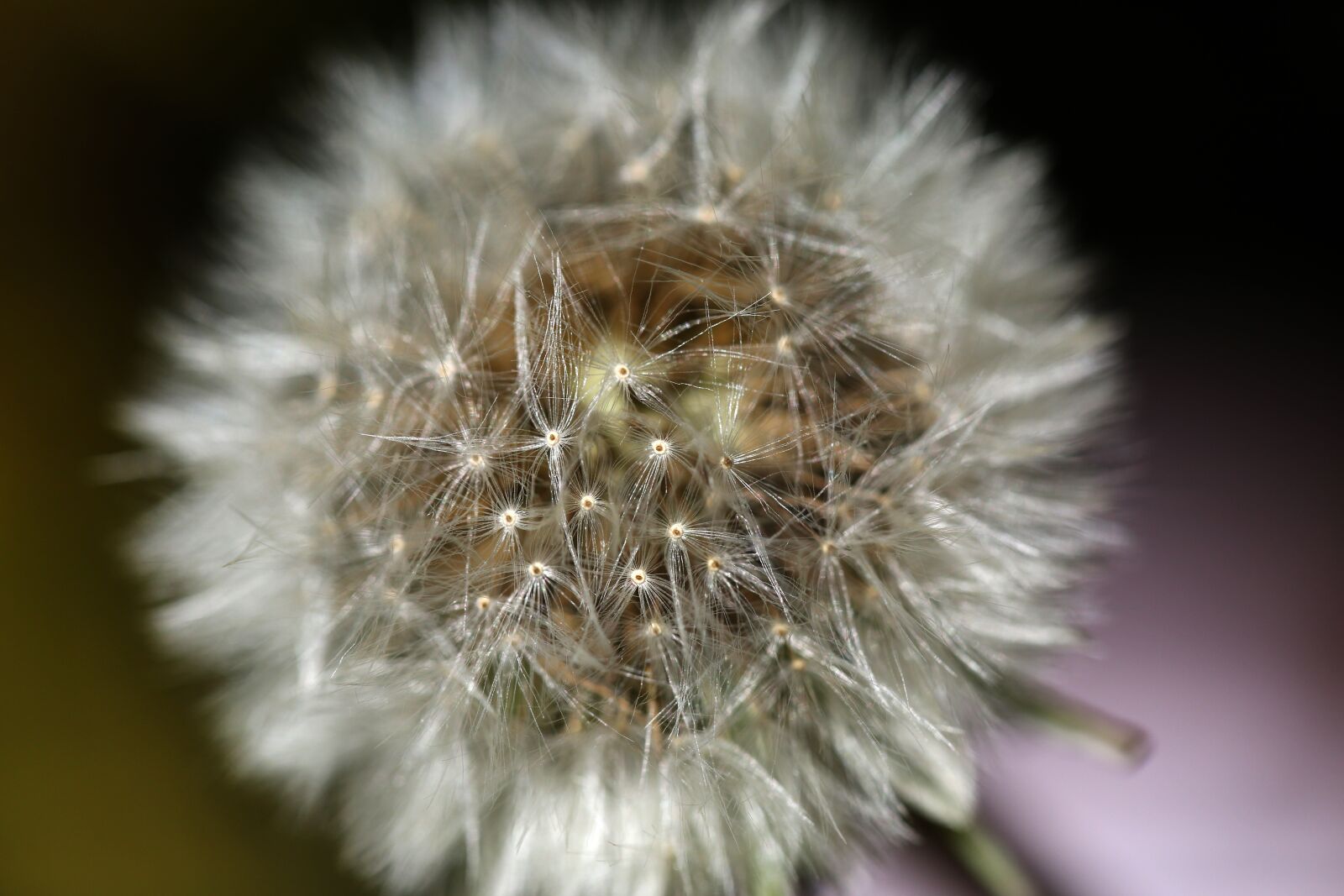 Canon EF 100mm F2.8L Macro IS USM sample photo. Flower, macro, nature photography