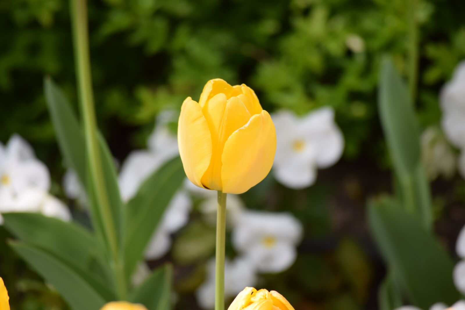 Nikon D3300 sample photo. Flower, tulip, yellow photography