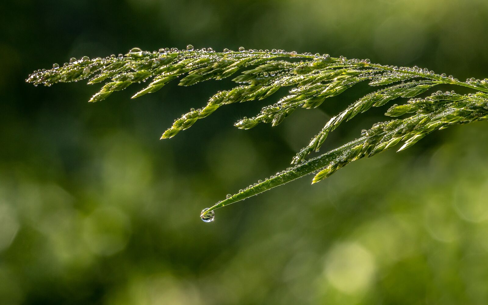 Canon EOS 750D (EOS Rebel T6i / EOS Kiss X8i) sample photo. Raindrop, dewdrop, grasses photography