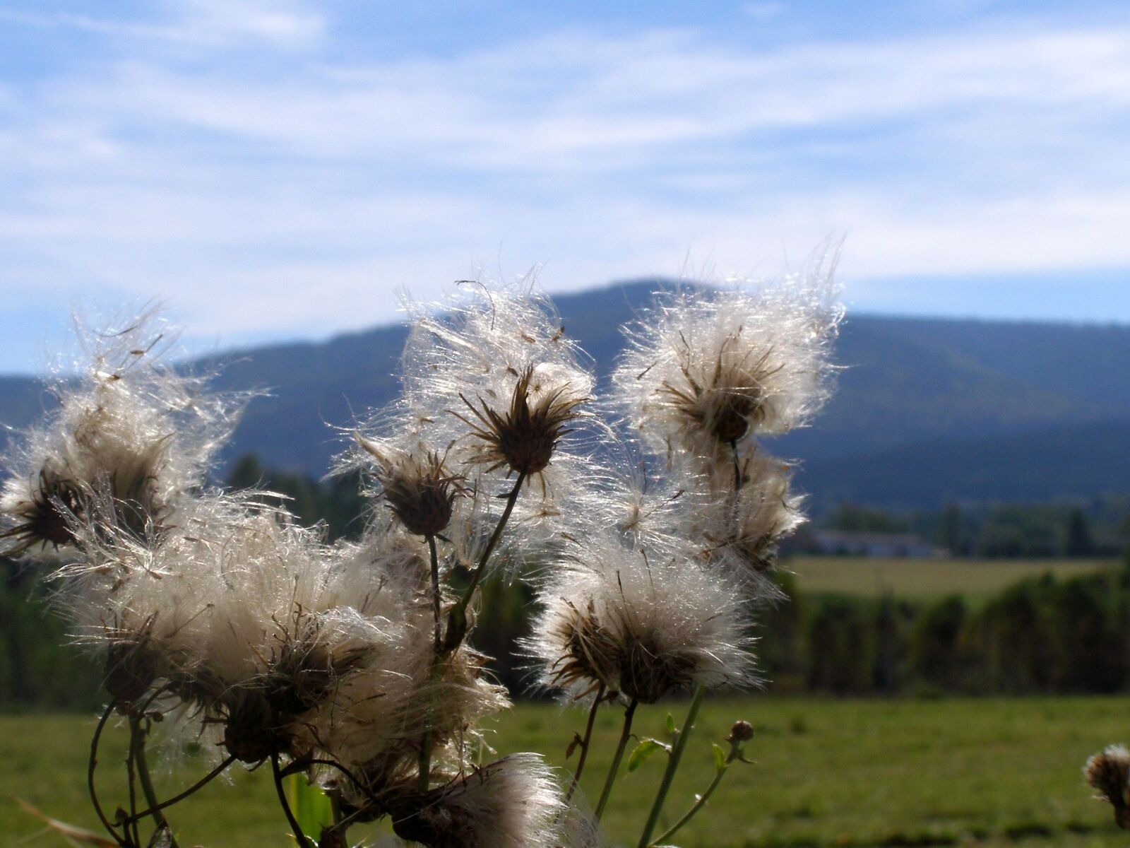 Olympus SP500UZ sample photo. Thistles, landscape, hill photography